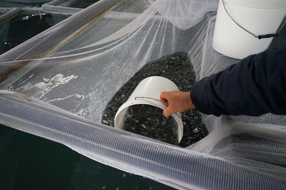 Turkey’s national flag carrier flies live fish to Oman