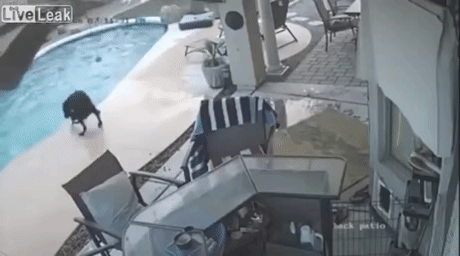 Havuzda boğulan arkadaşını kurtaran köpek​