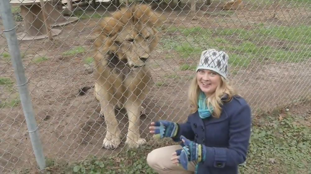 Lion scares woman who talks too much