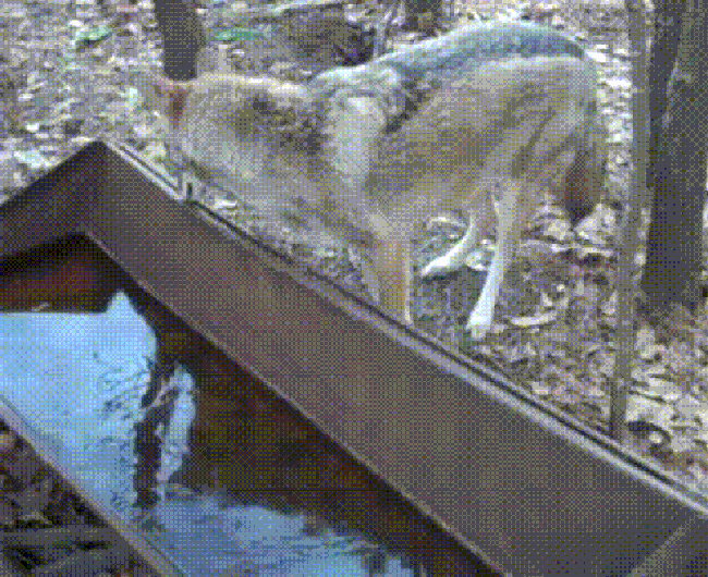 Dişimi fırçaladıktan sonra su içtim