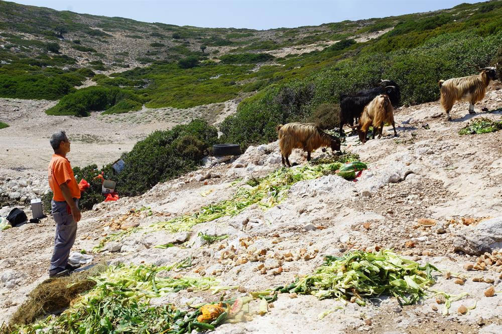 Turkish man takes care of island goats for 20 years