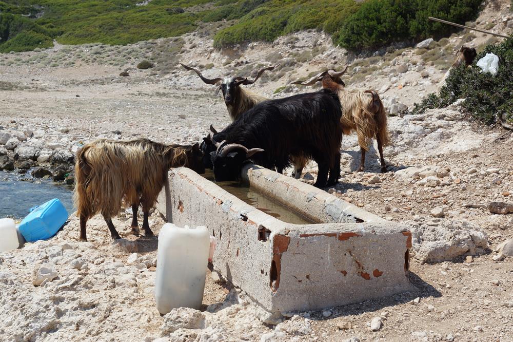 Turkish man takes care of island goats for 20 years