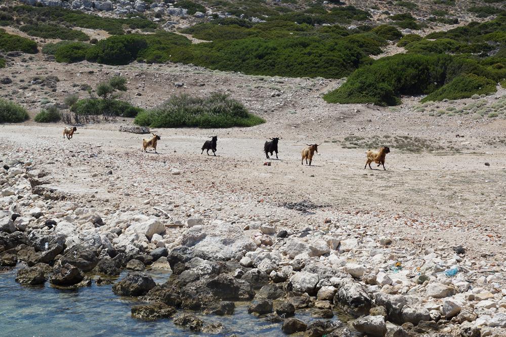 Turkish man takes care of island goats for 20 years