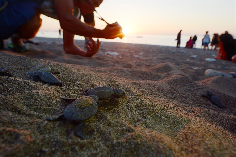 Newly Hatched Turtles in Antalya