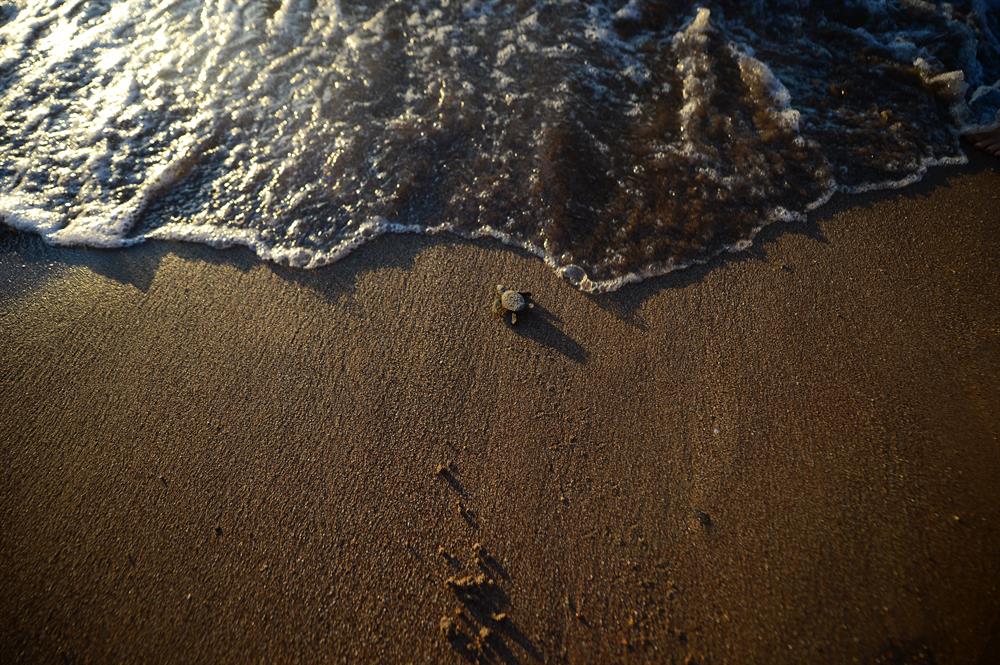 Newly Hatched Turtles in Antalya