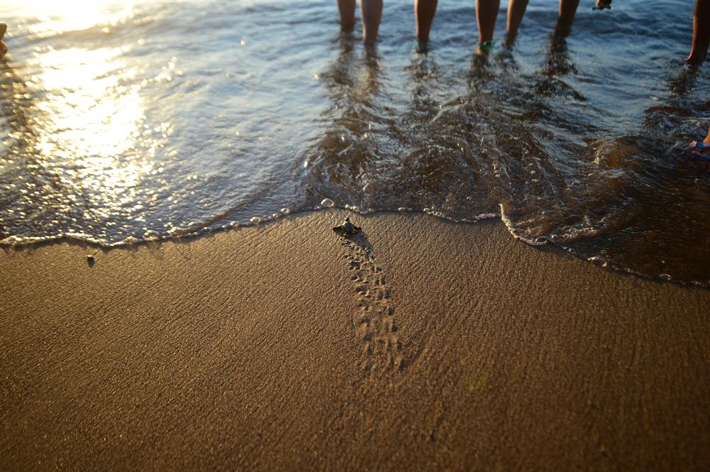 Newly Hatched Turtles in Antalya