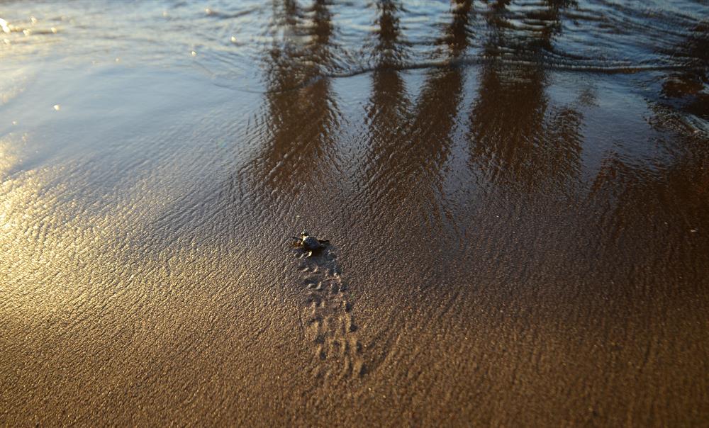 Newly Hatched Turtles in Antalya