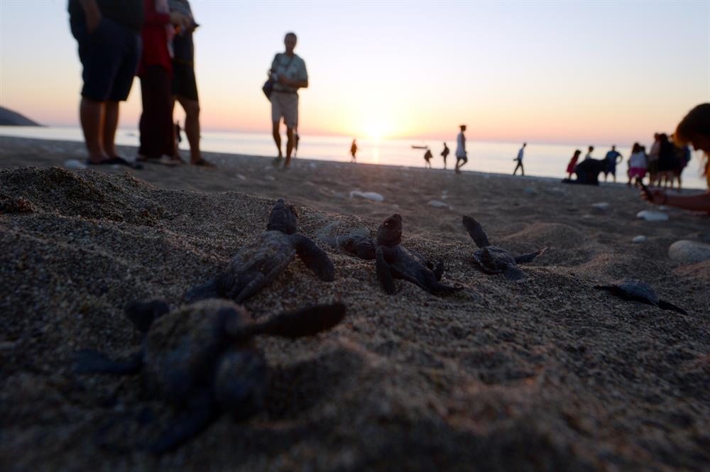 Newly Hatched Turtles in Antalya