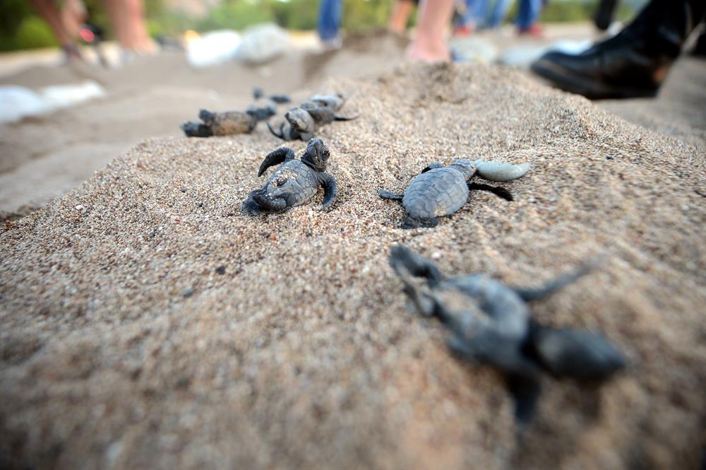 Newly Hatched Turtles in Antalya