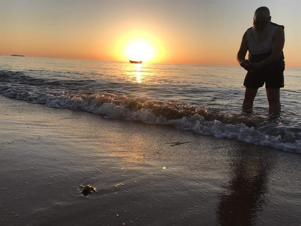 Newly Hatched Turtles in Antalya