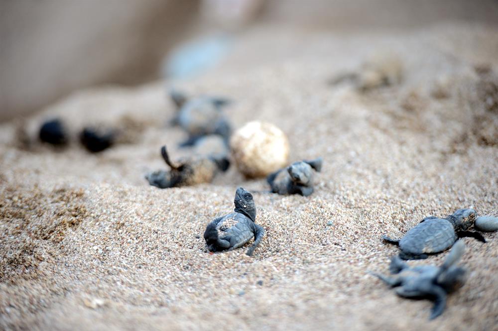 Newly Hatched Turtles in Antalya