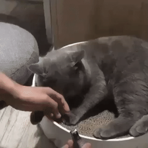 Tatlı dilden anlamazsan böyle olur