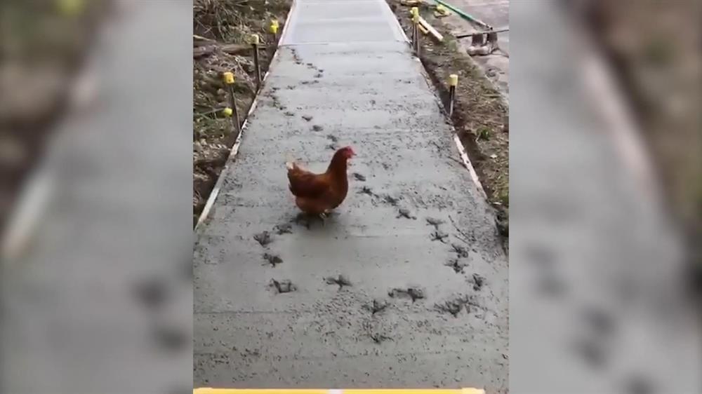 Chicken refuses to stop walking on wet cement