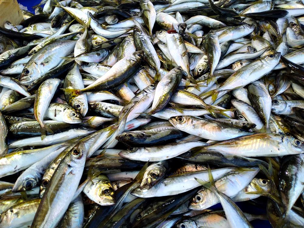hipertansiyon için ne tür balık yararlıdır yüksek tansiyon ile soğuk algınlığı nasıl tedavi edilir