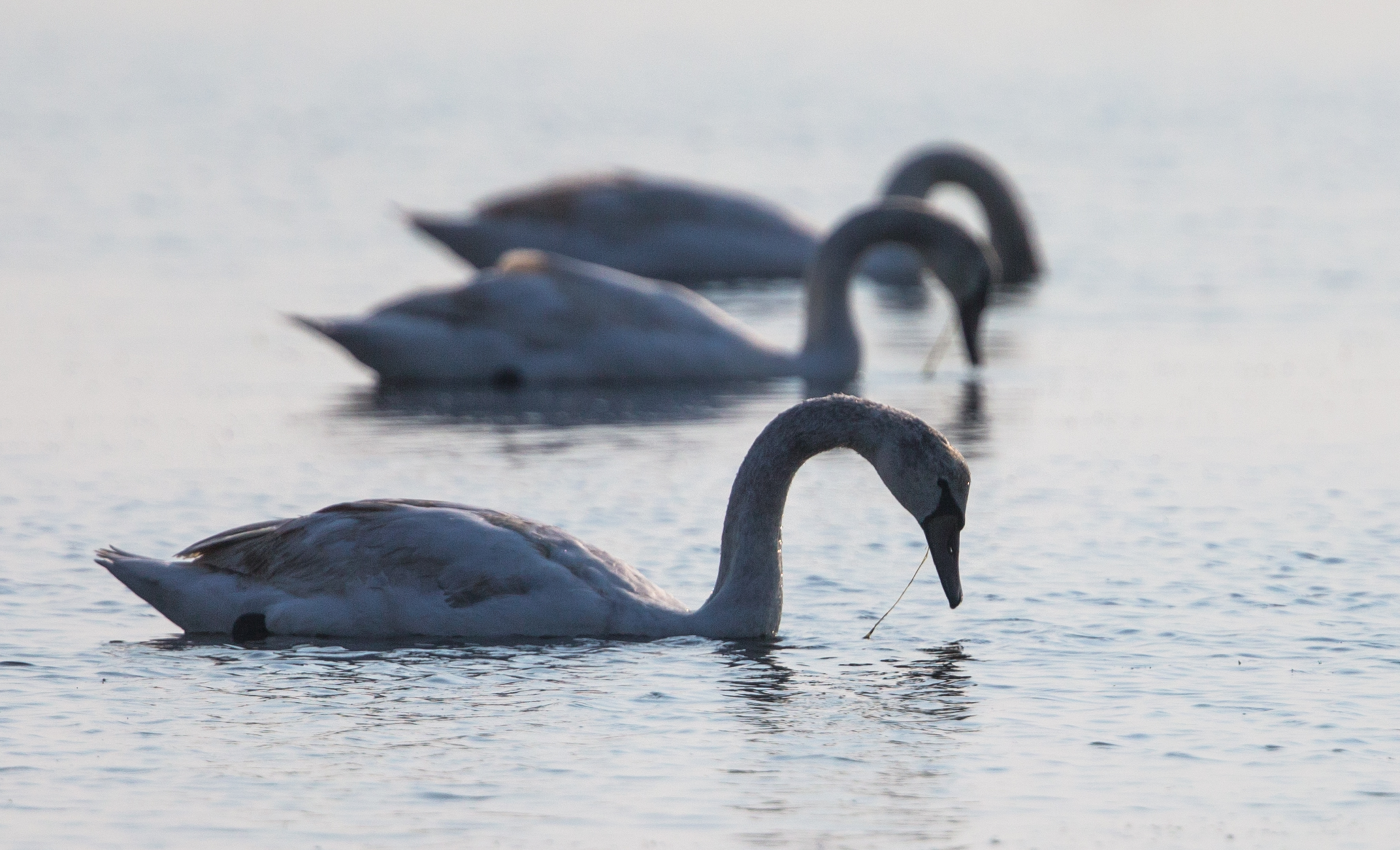 Mesmerizing sunset in Izmir bird paradise