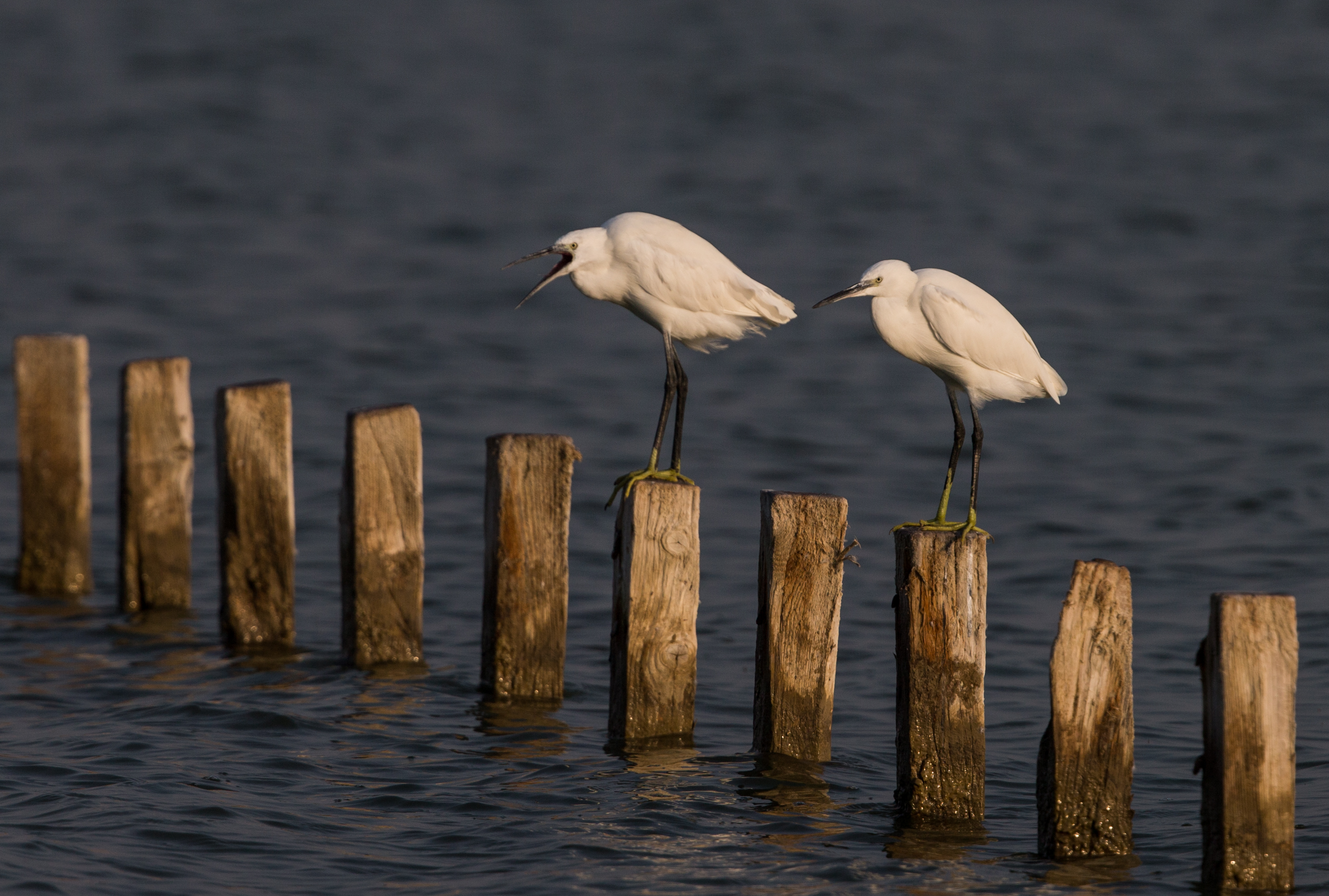 Mesmerizing sunset in Izmir bird paradise