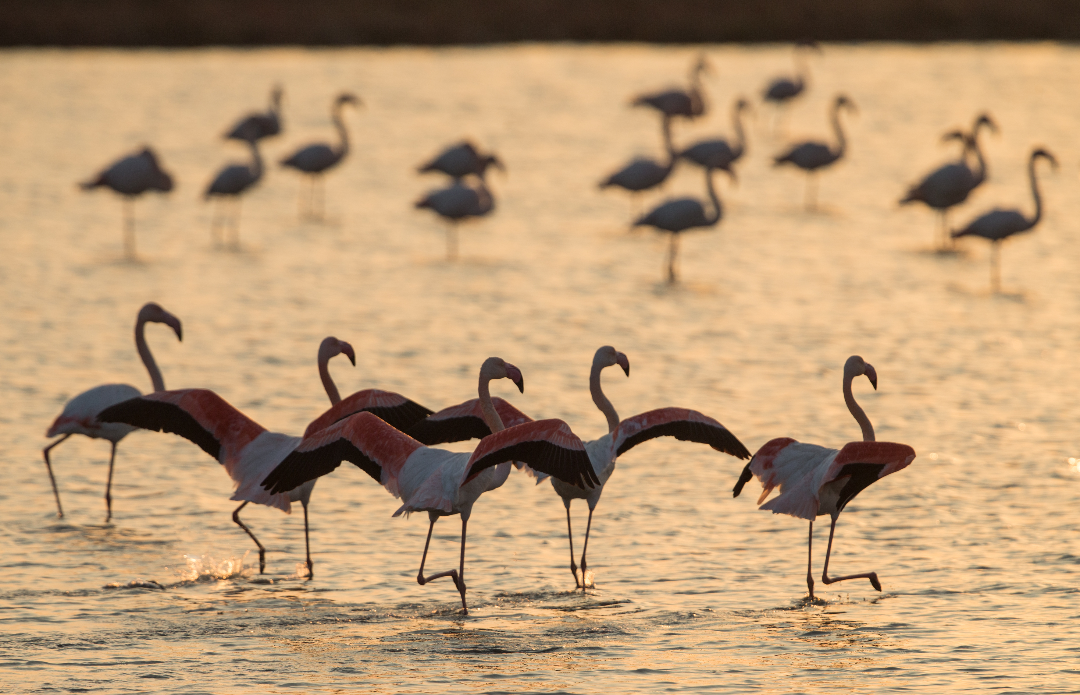 Mesmerizing sunset in Izmir bird paradise