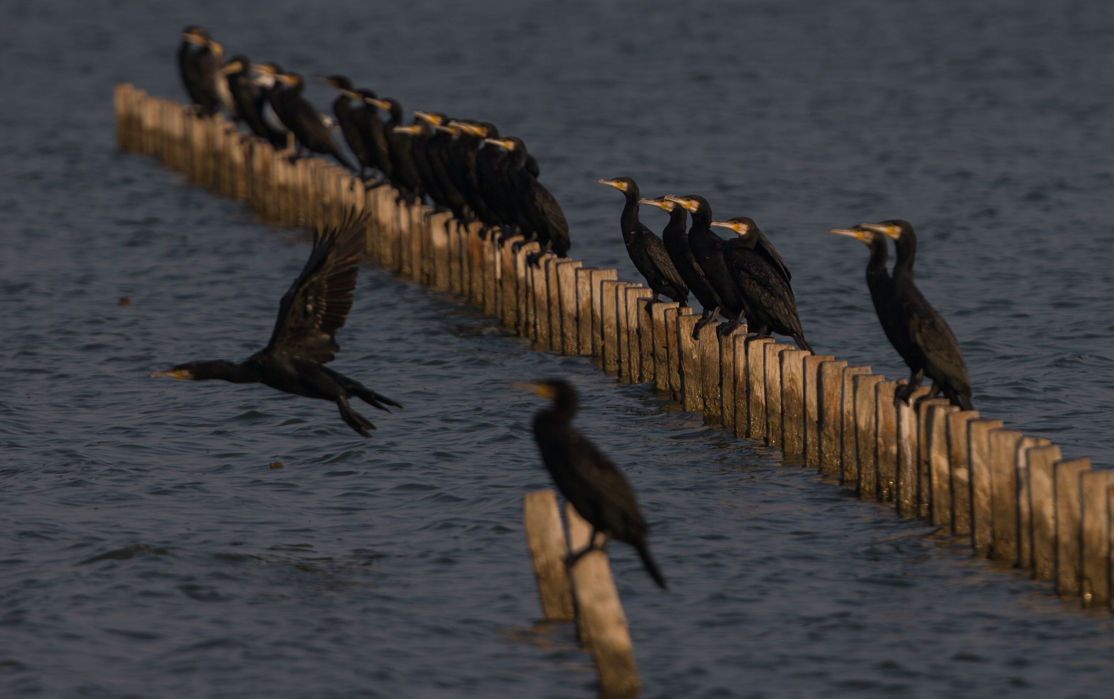 Mesmerizing sunset in Izmir bird paradise