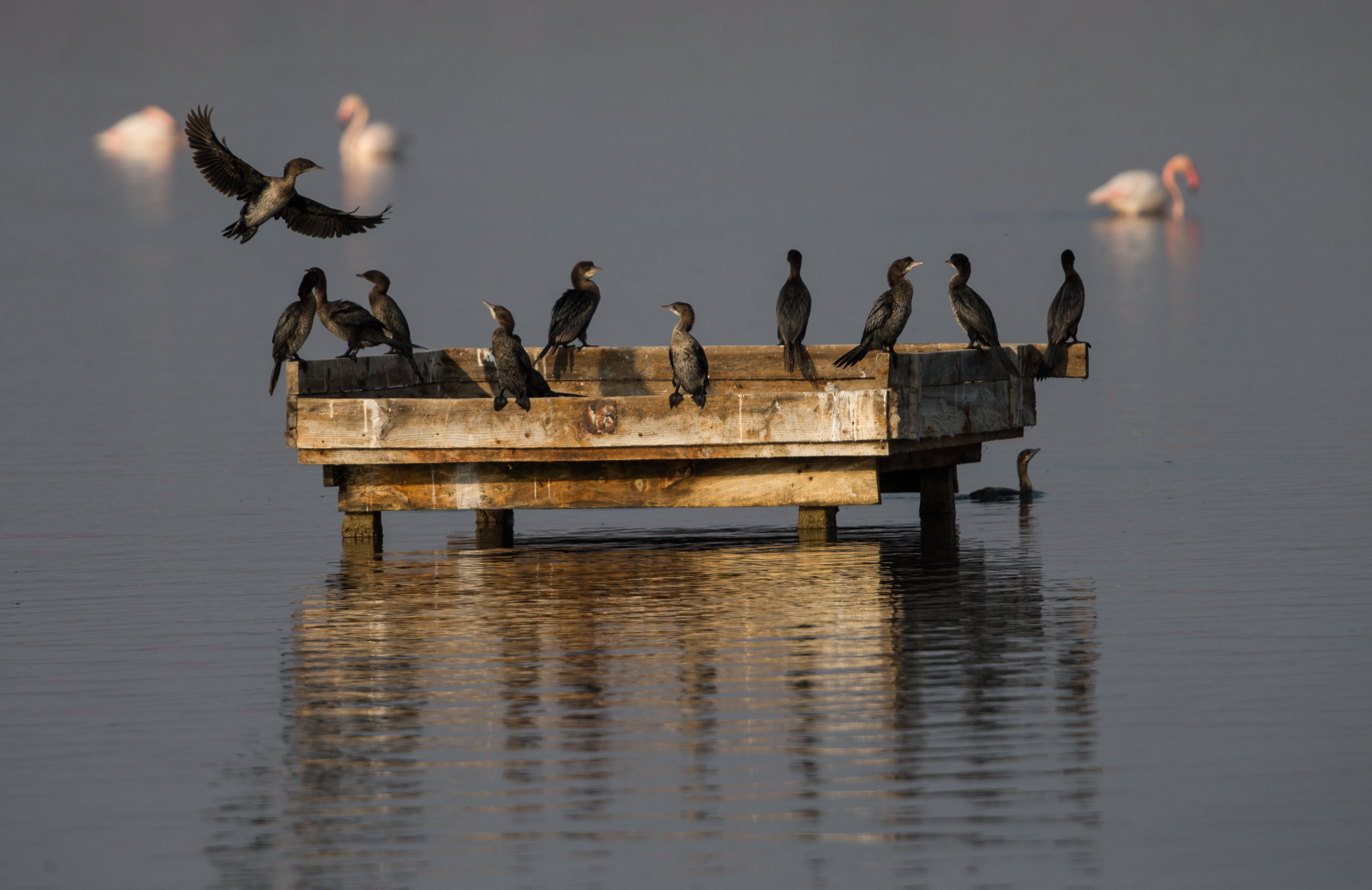Mesmerizing sunset in Izmir bird paradise
