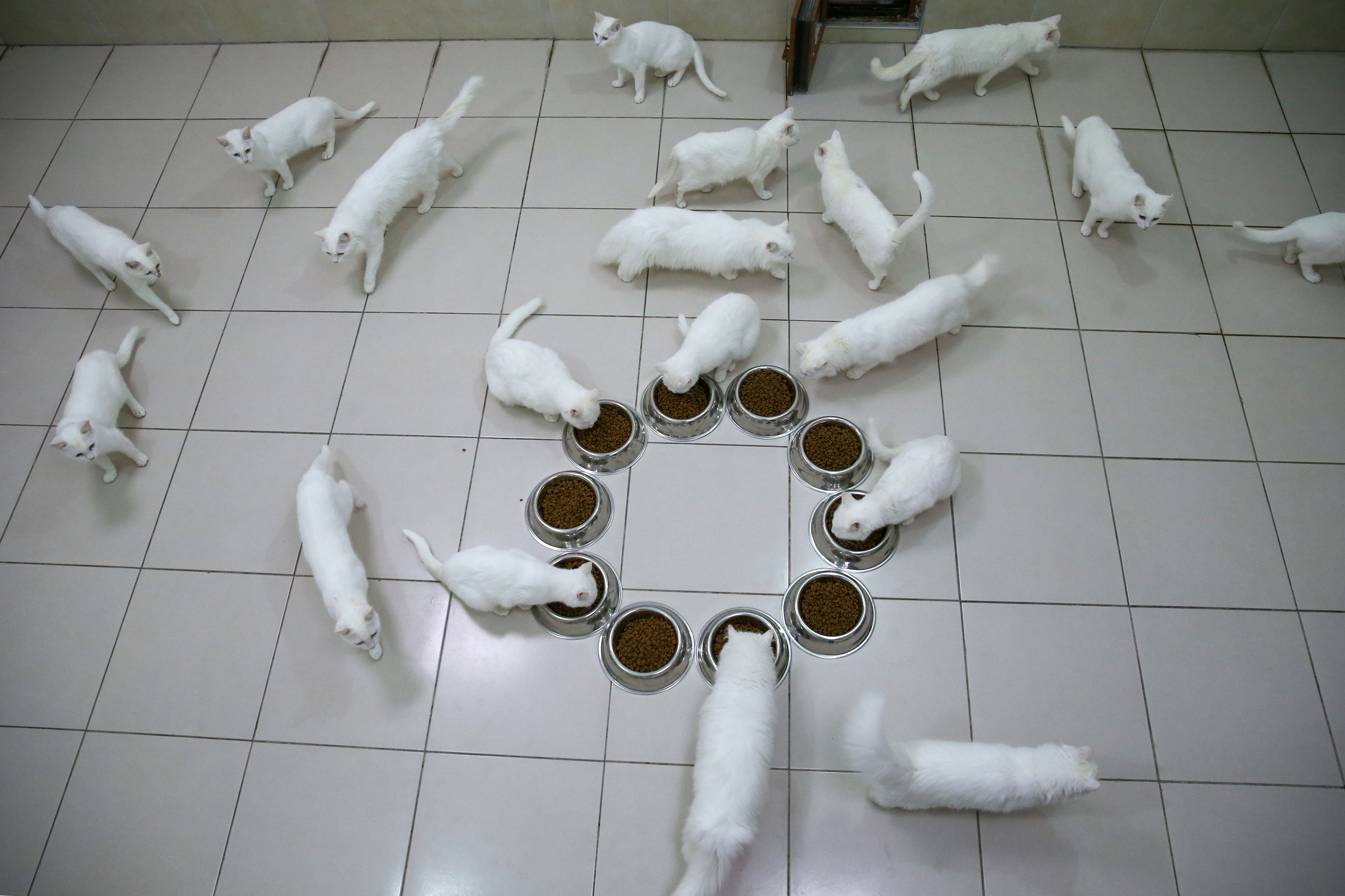 Van cats, with two different eye color, are seen at Van Cat Research Center of Yuzuncuyil University in Van, Turkey on December 5, 2018 in Van, Turkey. Van cats can be categorized according to the color of their eyes and their fur. While some feature mismatched eyes, with one blue and the other amber, others have two blue or amber eyes. Also, while some have completely white fur, others have a dash of brown above their ears, head, or on their body. City's most important living cultural heritage's population increase 15 % all the year round