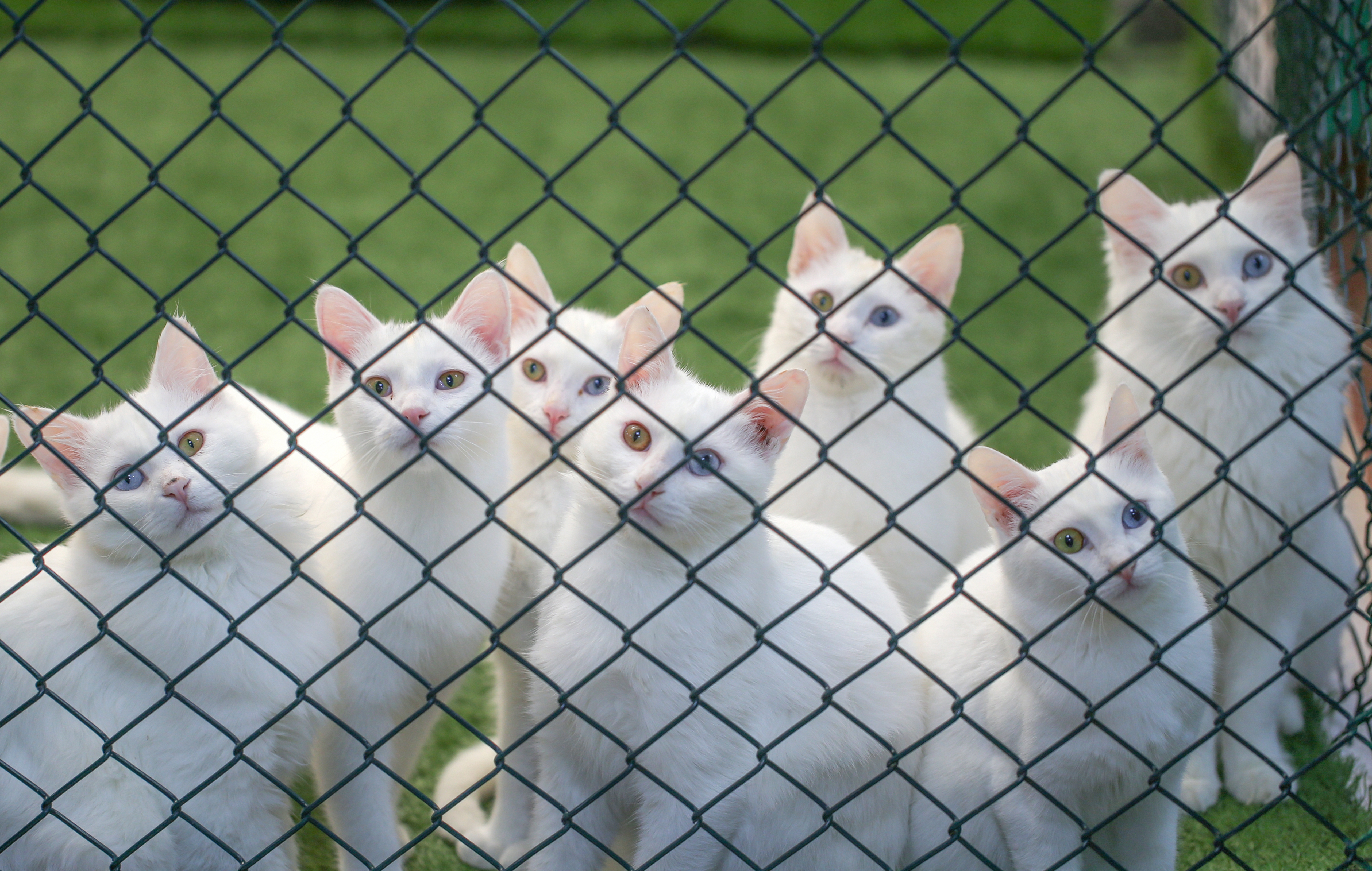 Van cats, with two different eye color, are seen at Van Cat Research Center of Yuzuncuyil University in Van, Turkey on December 5, 2018 in Van, Turkey. Van cats can be categorized according to the color of their eyes and their fur. While some feature mismatched eyes, with one blue and the other amber, others have two blue or amber eyes. Also, while some have completely white fur, others have a dash of brown above their ears, head, or on their body. City's most important living cultural heritage's population increase 15 % all the year round