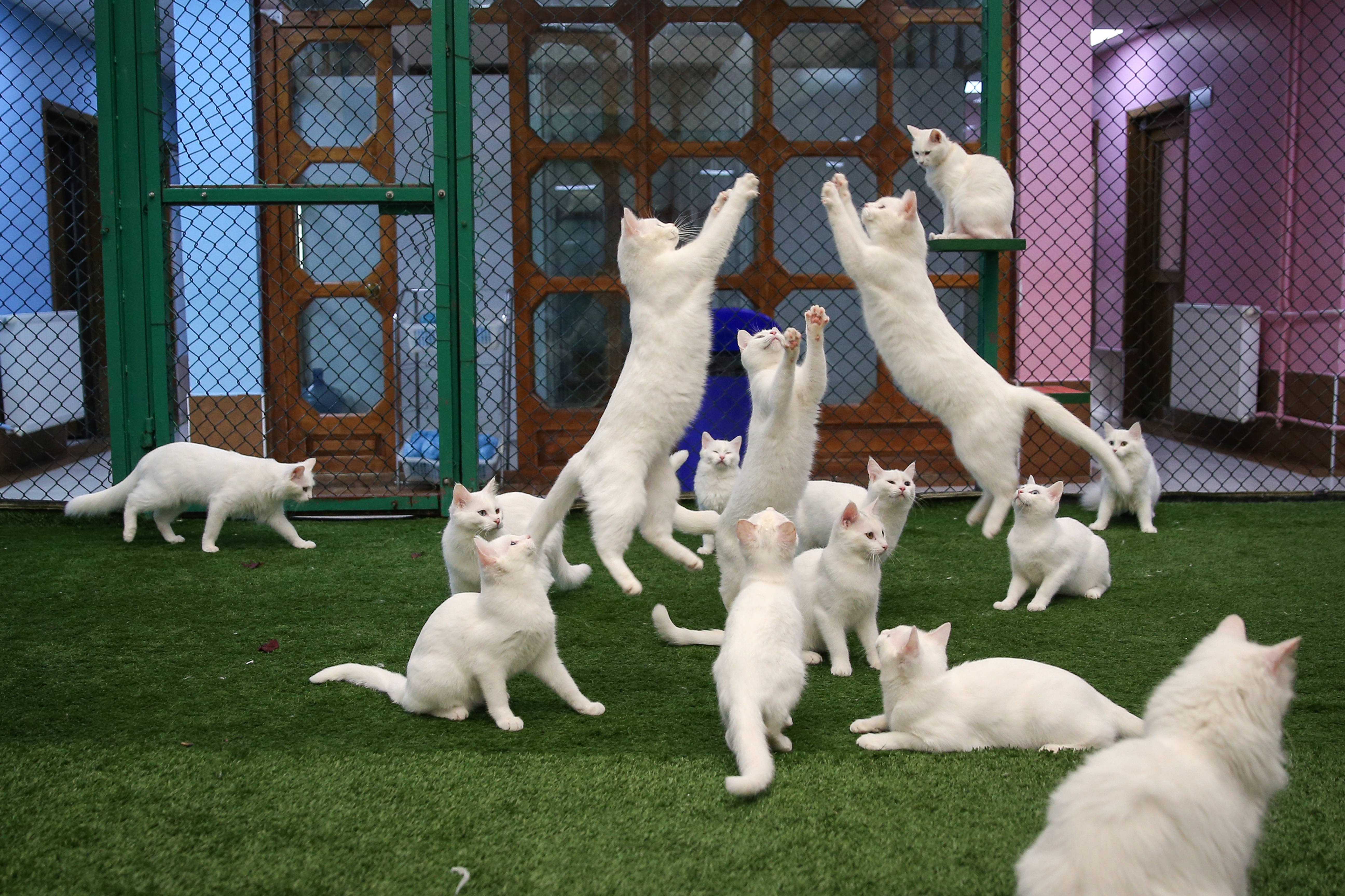 Van cats, with two different eye color, are seen at Van Cat Research Center of Yuzuncuyil University in Van, Turkey on December 5, 2018 in Van, Turkey. Van cats can be categorized according to the color of their eyes and their fur. While some feature mismatched eyes, with one blue and the other amber, others have two blue or amber eyes. Also, while some have completely white fur, others have a dash of brown above their ears, head, or on their body. City's most important living cultural heritage's population increase 15 % all the year round