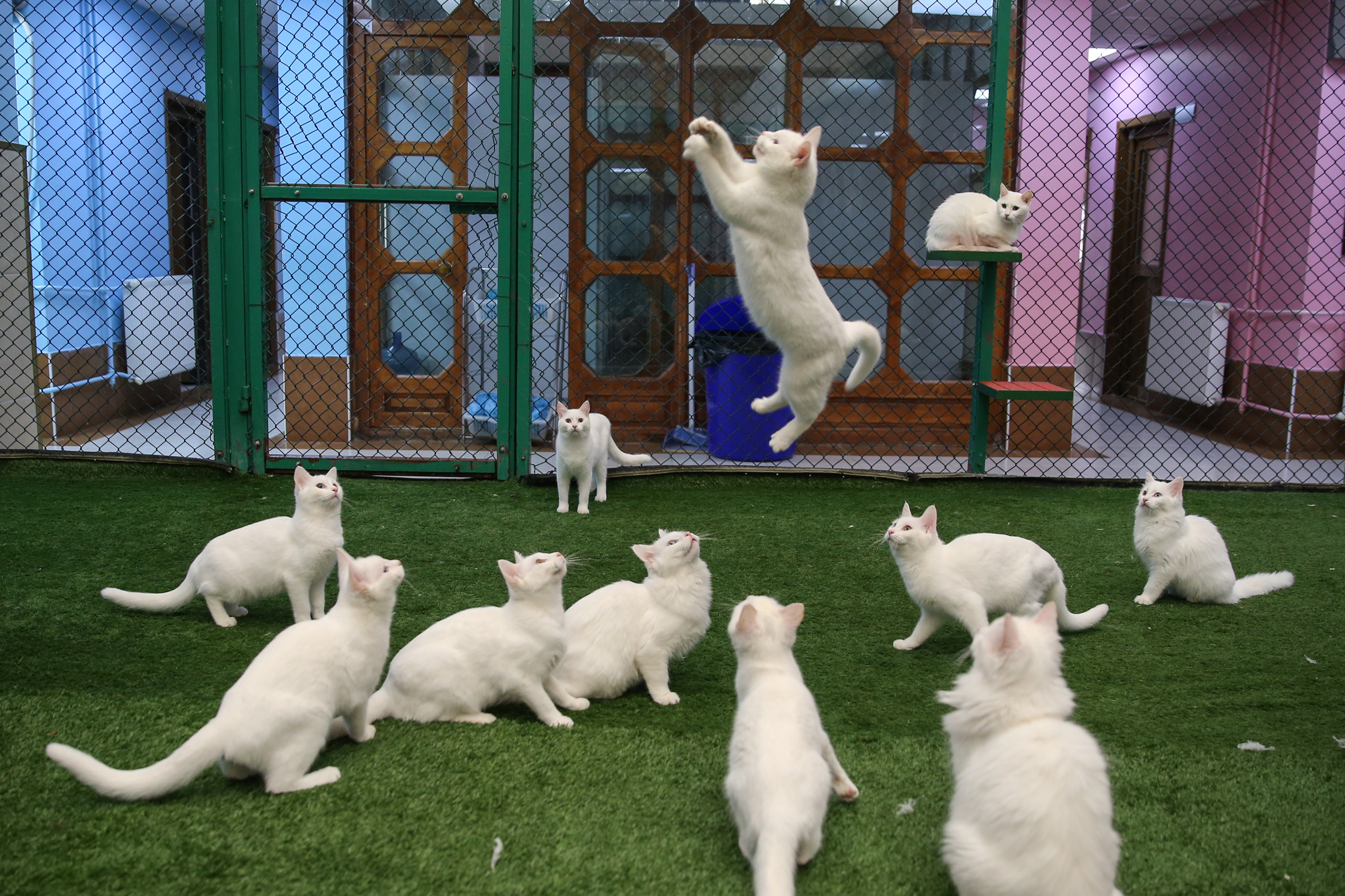Van cats, with two different eye color, are seen at Van Cat Research Center of Yuzuncuyil University in Van, Turkey on December 5, 2018 in Van, Turkey. Van cats can be categorized according to the color of their eyes and their fur. While some feature mismatched eyes, with one blue and the other amber, others have two blue or amber eyes. Also, while some have completely white fur, others have a dash of brown above their ears, head, or on their body. City's most important living cultural heritage's population increase 15 % all the year round