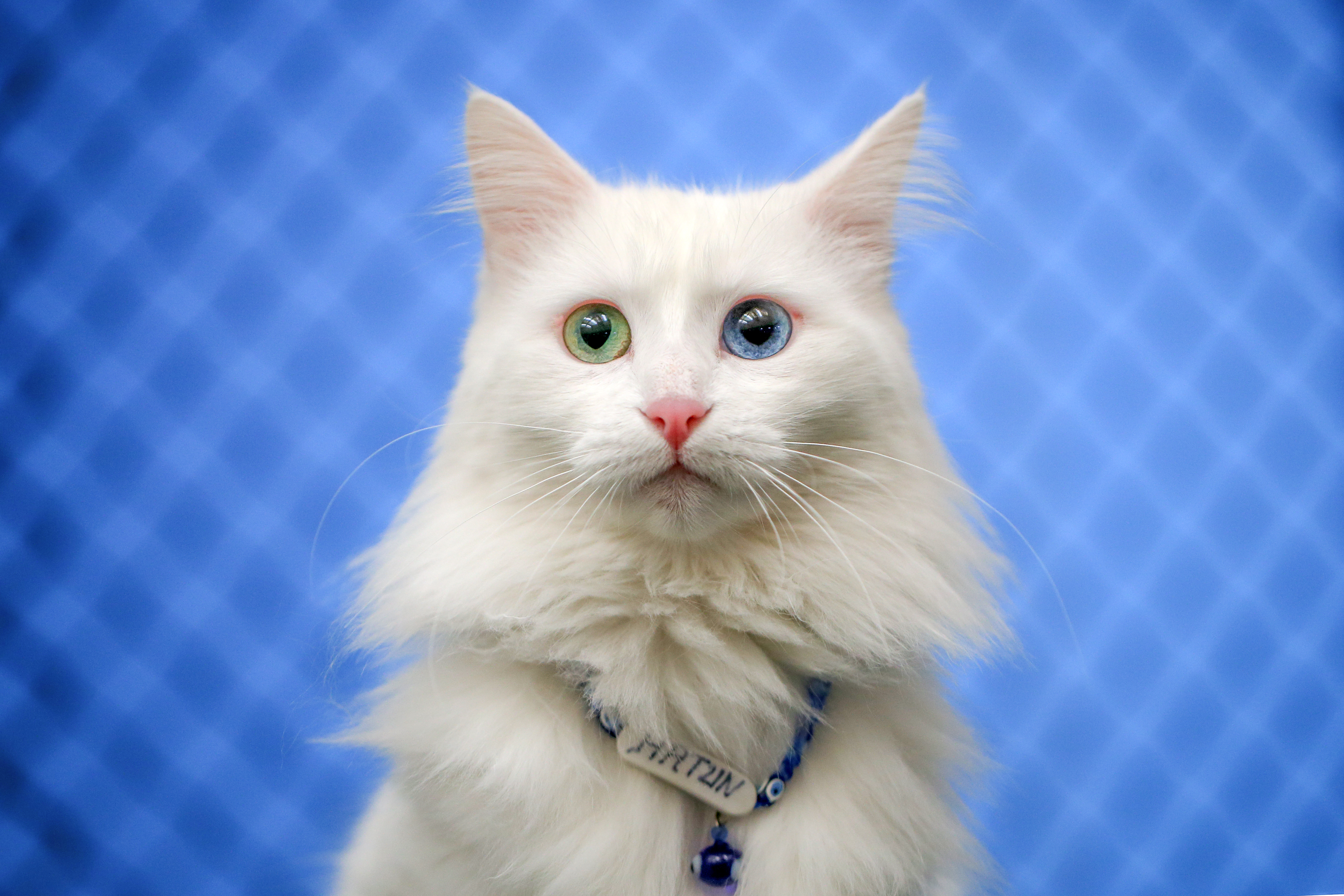 Van cats, with two different eye color, are seen at Van Cat Research Center of Yuzuncuyil University in Van, Turkey on December 5, 2018 in Van, Turkey. Van cats can be categorized according to the color of their eyes and their fur. While some feature mismatched eyes, with one blue and the other amber, others have two blue or amber eyes. Also, while some have completely white fur, others have a dash of brown above their ears, head, or on their body. City's most important living cultural heritage's population increase 15 % all the year round