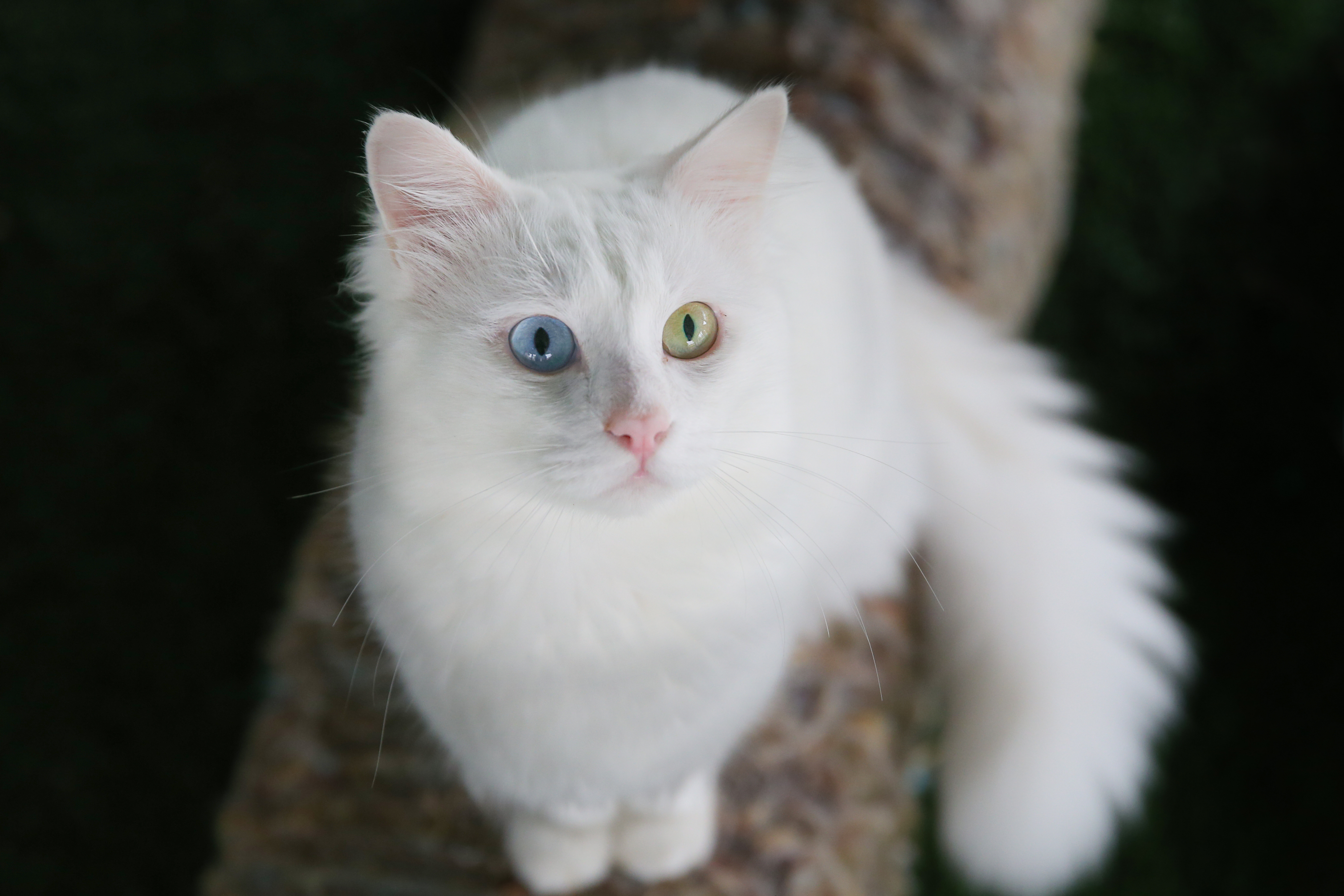 Van cats, with two different eye color, are seen at Van Cat Research Center of Yuzuncuyil University in Van, Turkey on December 5, 2018 in Van, Turkey. Van cats can be categorized according to the color of their eyes and their fur. While some feature mismatched eyes, with one blue and the other amber, others have two blue or amber eyes. Also, while some have completely white fur, others have a dash of brown above their ears, head, or on their body. City's most important living cultural heritage's population increase 15 % all the year round