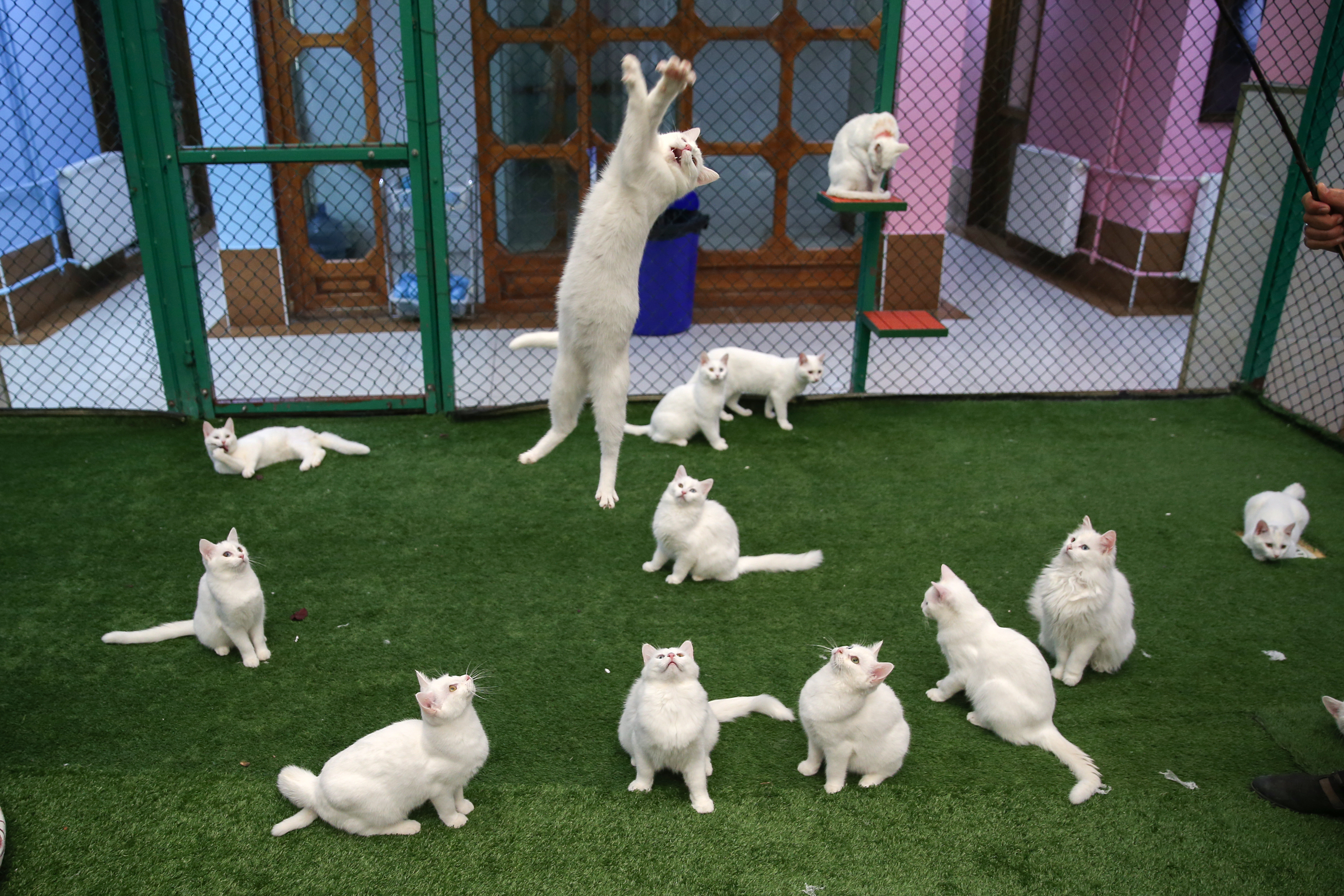 Van cats, with two different eye color, are seen at Van Cat Research Center of Yuzuncuyil University in Van, Turkey on December 5, 2018 in Van, Turkey. Van cats can be categorized according to the color of their eyes and their fur. While some feature mismatched eyes, with one blue and the other amber, others have two blue or amber eyes. Also, while some have completely white fur, others have a dash of brown above their ears, head, or on their body. City's most important living cultural heritage's population increase 15 % all the year round