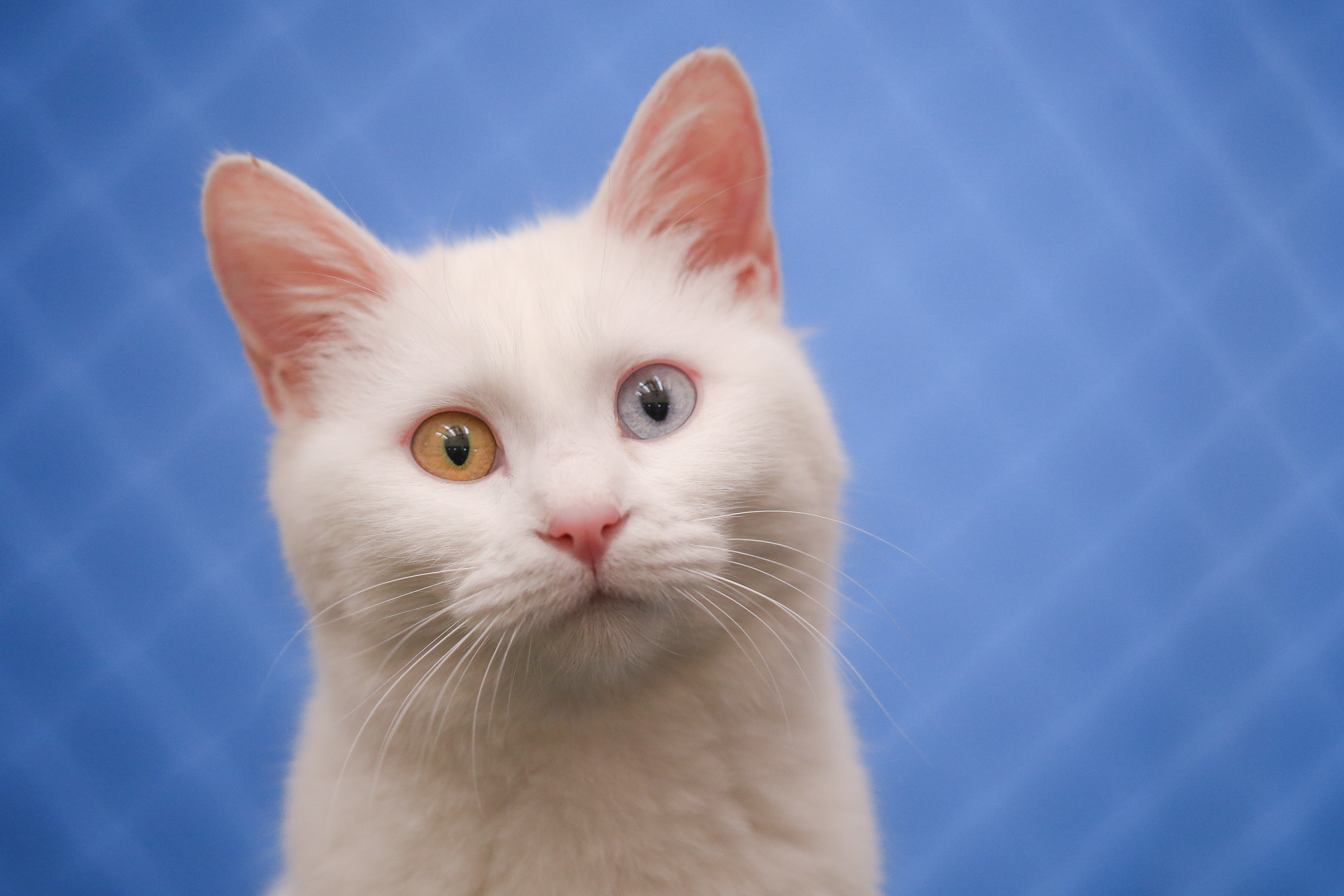 Van cats, with two different eye color, are seen at Van Cat Research Center of Yuzuncuyil University in Van, Turkey on December 5, 2018 in Van, Turkey. Van cats can be categorized according to the color of their eyes and their fur. While some feature mismatched eyes, with one blue and the other amber, others have two blue or amber eyes. Also, while some have completely white fur, others have a dash of brown above their ears, head, or on their body. City's most important living cultural heritage's population increase 15 % all the year round