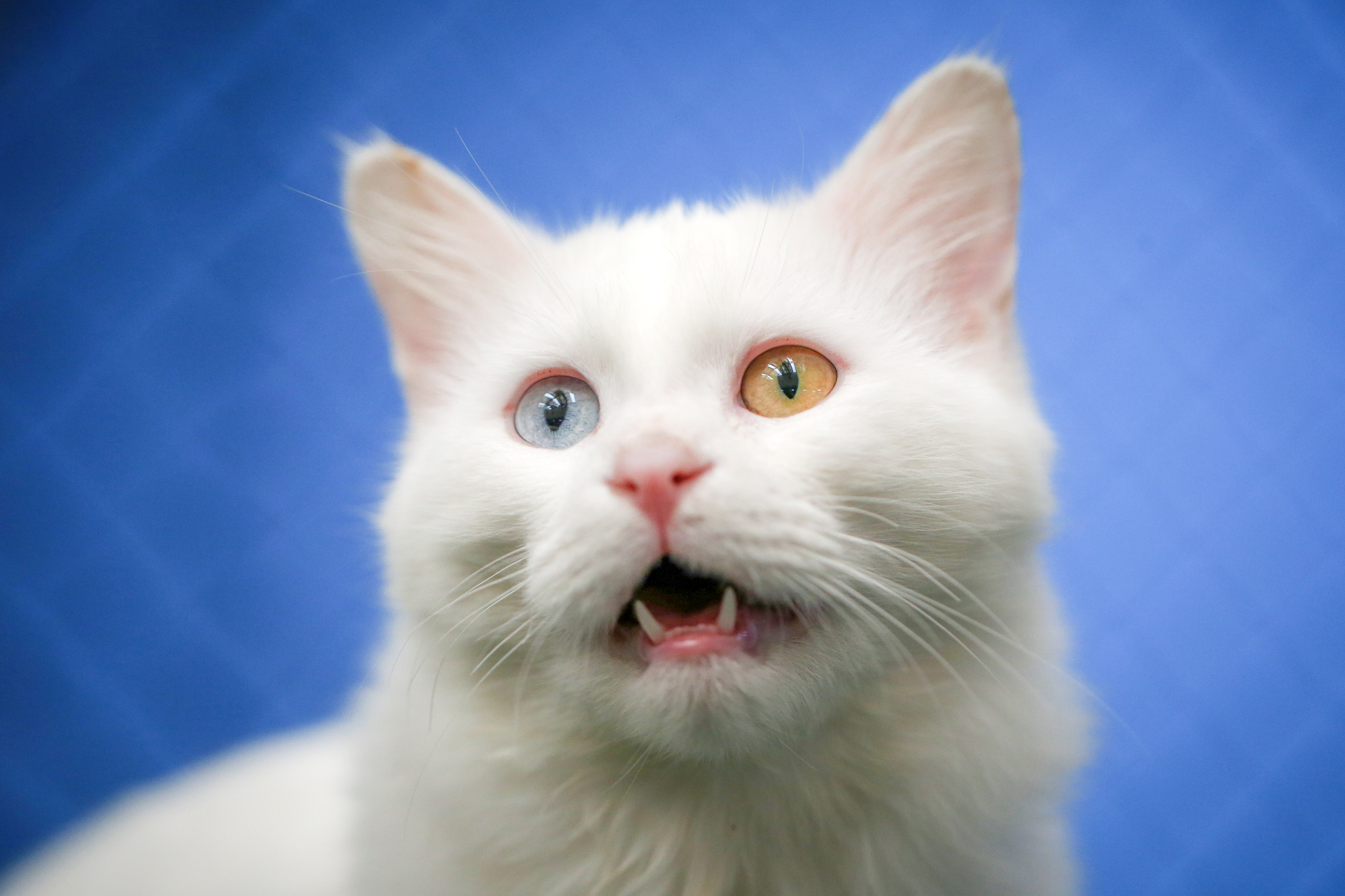 Van cats, with two different eye color, are seen at Van Cat Research Center of Yuzuncuyil University in Van, Turkey on December 5, 2018 in Van, Turkey. Van cats can be categorized according to the color of their eyes and their fur. While some feature mismatched eyes, with one blue and the other amber, others have two blue or amber eyes. Also, while some have completely white fur, others have a dash of brown above their ears, head, or on their body. City's most important living cultural heritage's population increase 15 % all the year round