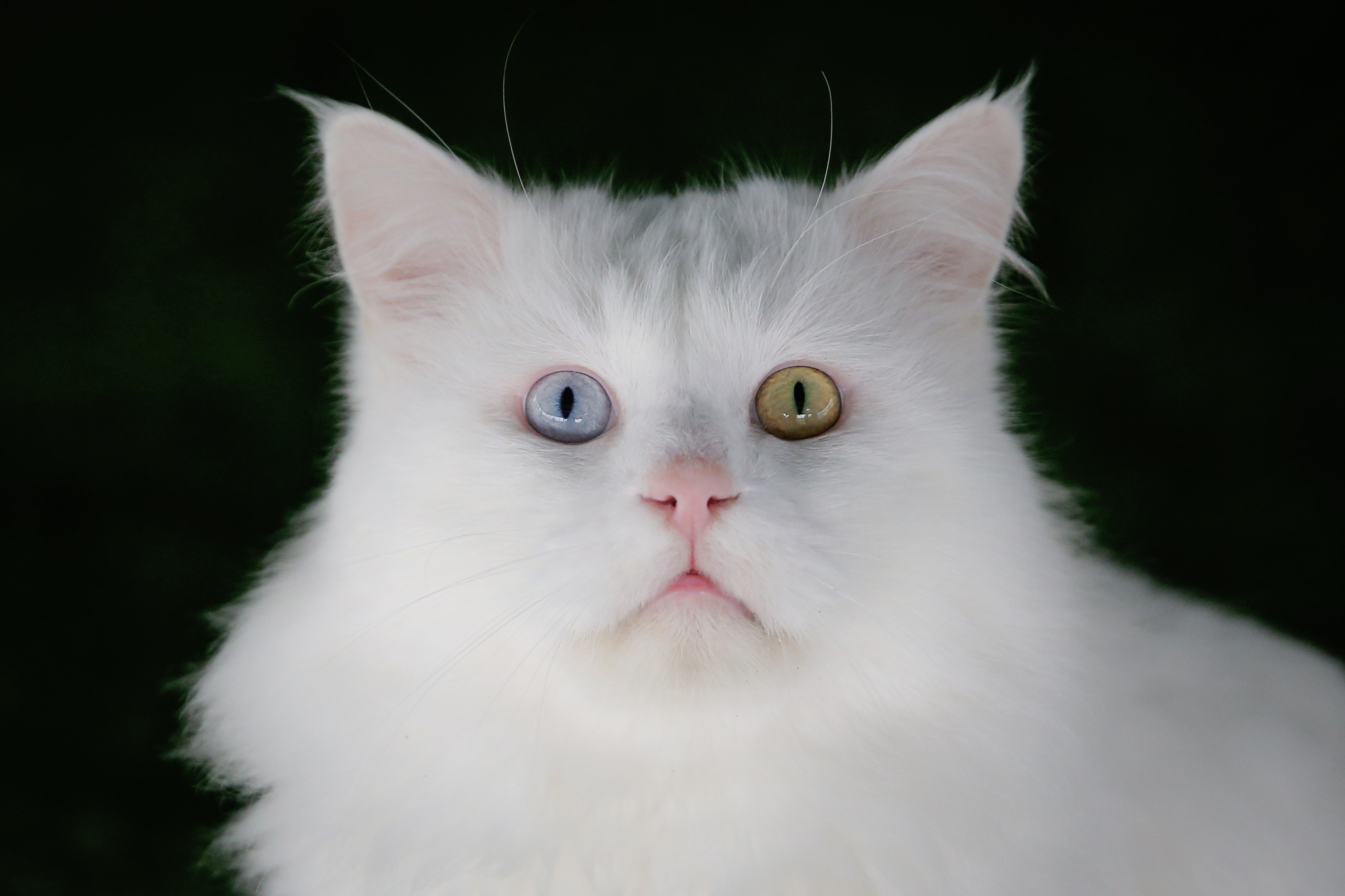 Van cats, with two different eye color, are seen at Van Cat Research Center of Yuzuncuyil University in Van, Turkey on December 5, 2018 in Van, Turkey. Van cats can be categorized according to the color of their eyes and their fur. While some feature mismatched eyes, with one blue and the other amber, others have two blue or amber eyes. Also, while some have completely white fur, others have a dash of brown above their ears, head, or on their body. City's most important living cultural heritage's population increase 15 % all the year round