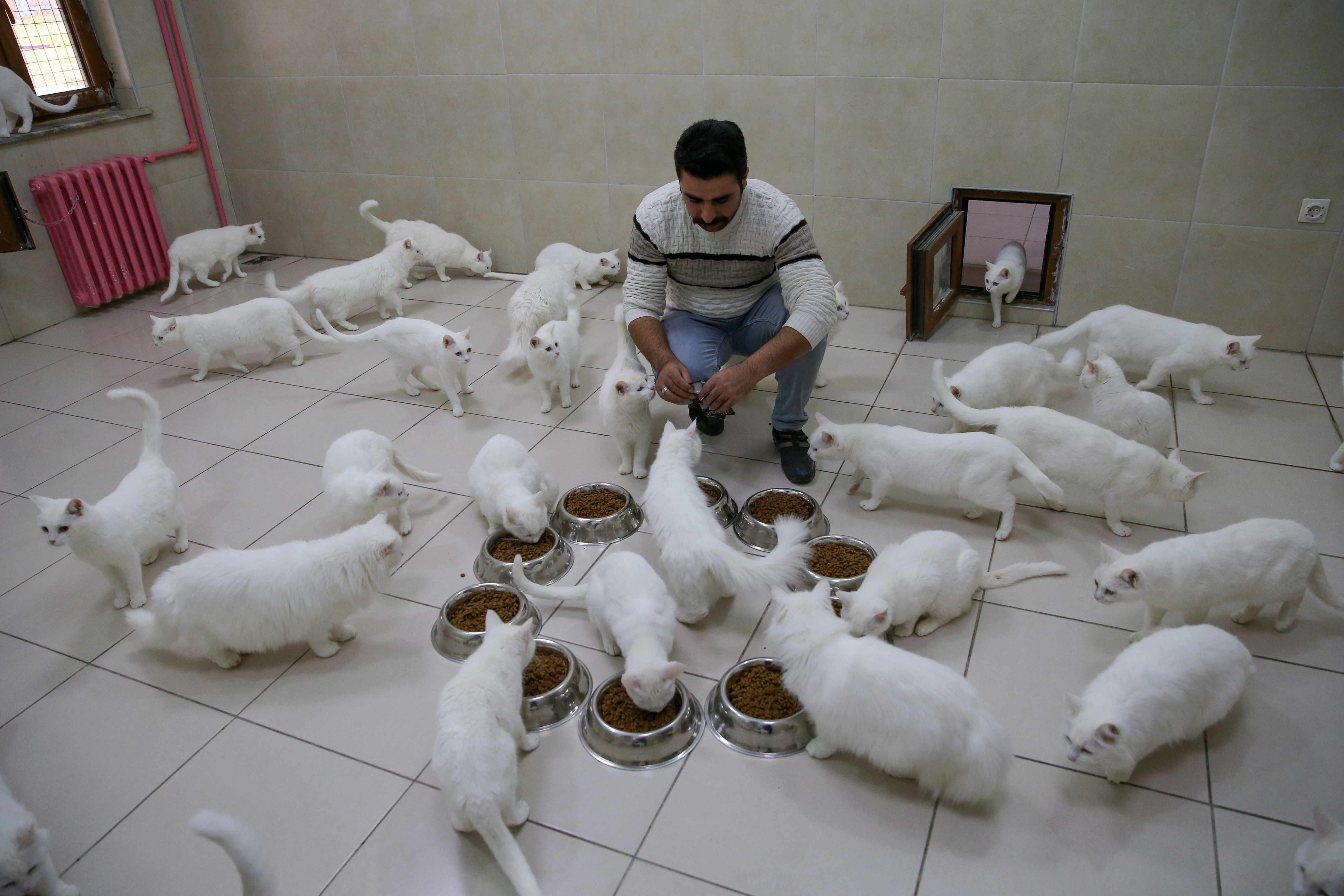 Van cats, with two different eye color, are seen at Van Cat Research Center of Yuzuncuyil University in Van, Turkey on December 5, 2018 in Van, Turkey. Van cats can be categorized according to the color of their eyes and their fur. While some feature mismatched eyes, with one blue and the other amber, others have two blue or amber eyes. Also, while some have completely white fur, others have a dash of brown above their ears, head, or on their body. City's most important living cultural heritage's population increase 15 % all the year round