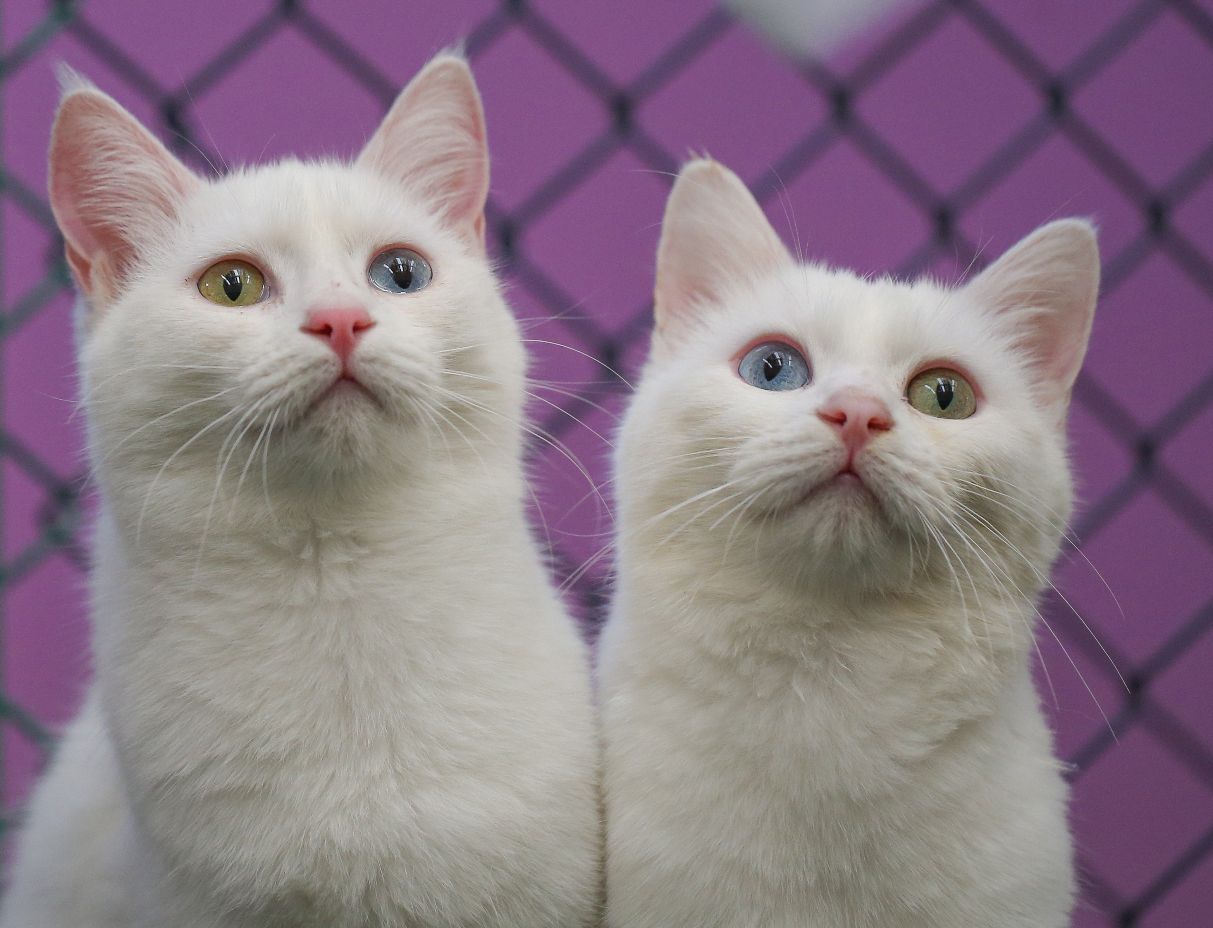 Van cats, with two different eye color, are seen at Van Cat Research Center of Yuzuncuyil University in Van, Turkey on December 5, 2018 in Van, Turkey. Van cats can be categorized according to the color of their eyes and their fur. While some feature mismatched eyes, with one blue and the other amber, others have two blue or amber eyes. Also, while some have completely white fur, others have a dash of brown above their ears, head, or on their body. City's most important living cultural heritage's population increase 15 % all the year round