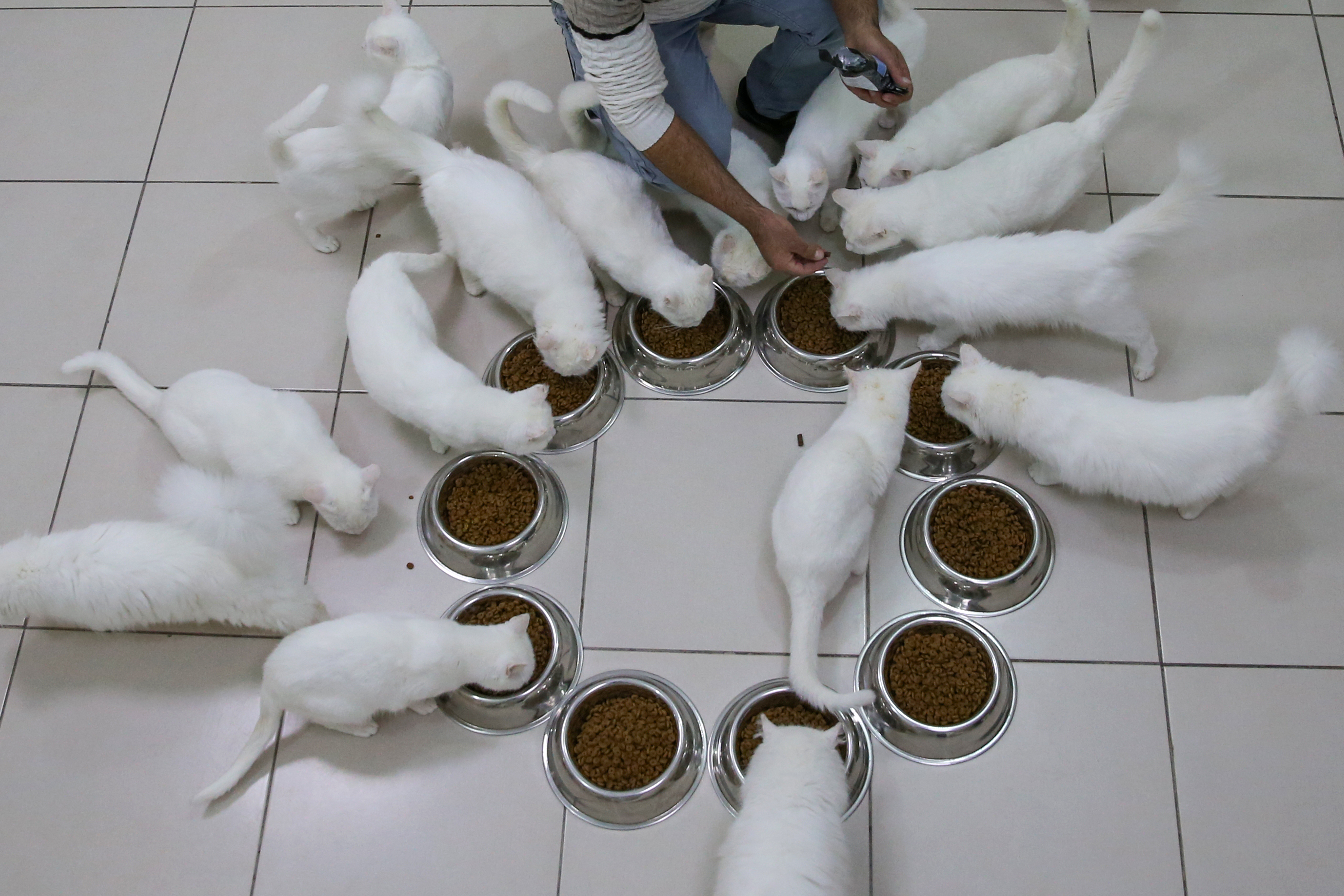 Van cats, with two different eye color, are seen at Van Cat Research Center of Yuzuncuyil University in Van, Turkey on December 5, 2018 in Van, Turkey. Van cats can be categorized according to the color of their eyes and their fur. While some feature mismatched eyes, with one blue and the other amber, others have two blue or amber eyes. Also, while some have completely white fur, others have a dash of brown above their ears, head, or on their body. City's most important living cultural heritage's population increase 15 % all the year round