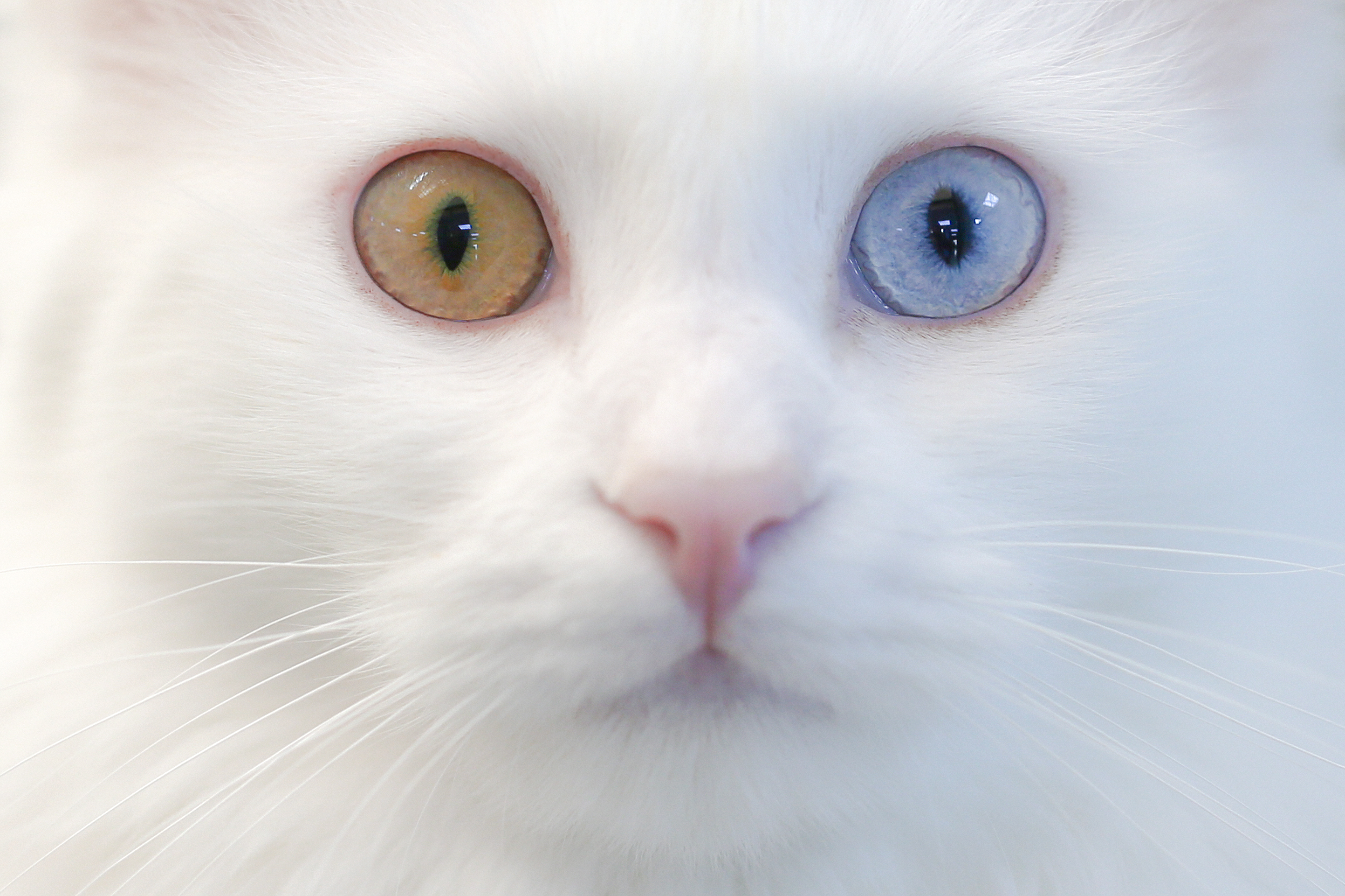 Van cats, with two different eye color, are seen at Van Cat Research Center of Yuzuncuyil University in Van, Turkey on December 5, 2018 in Van, Turkey. Van cats can be categorized according to the color of their eyes and their fur. While some feature mismatched eyes, with one blue and the other amber, others have two blue or amber eyes. Also, while some have completely white fur, others have a dash of brown above their ears, head, or on their body. City's most important living cultural heritage's population increase 15 % all the year round