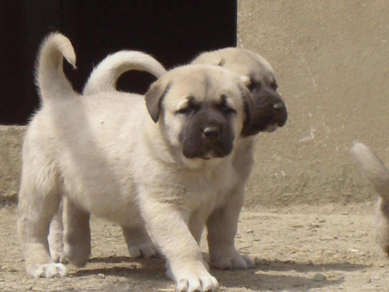 5 endemik hayvan