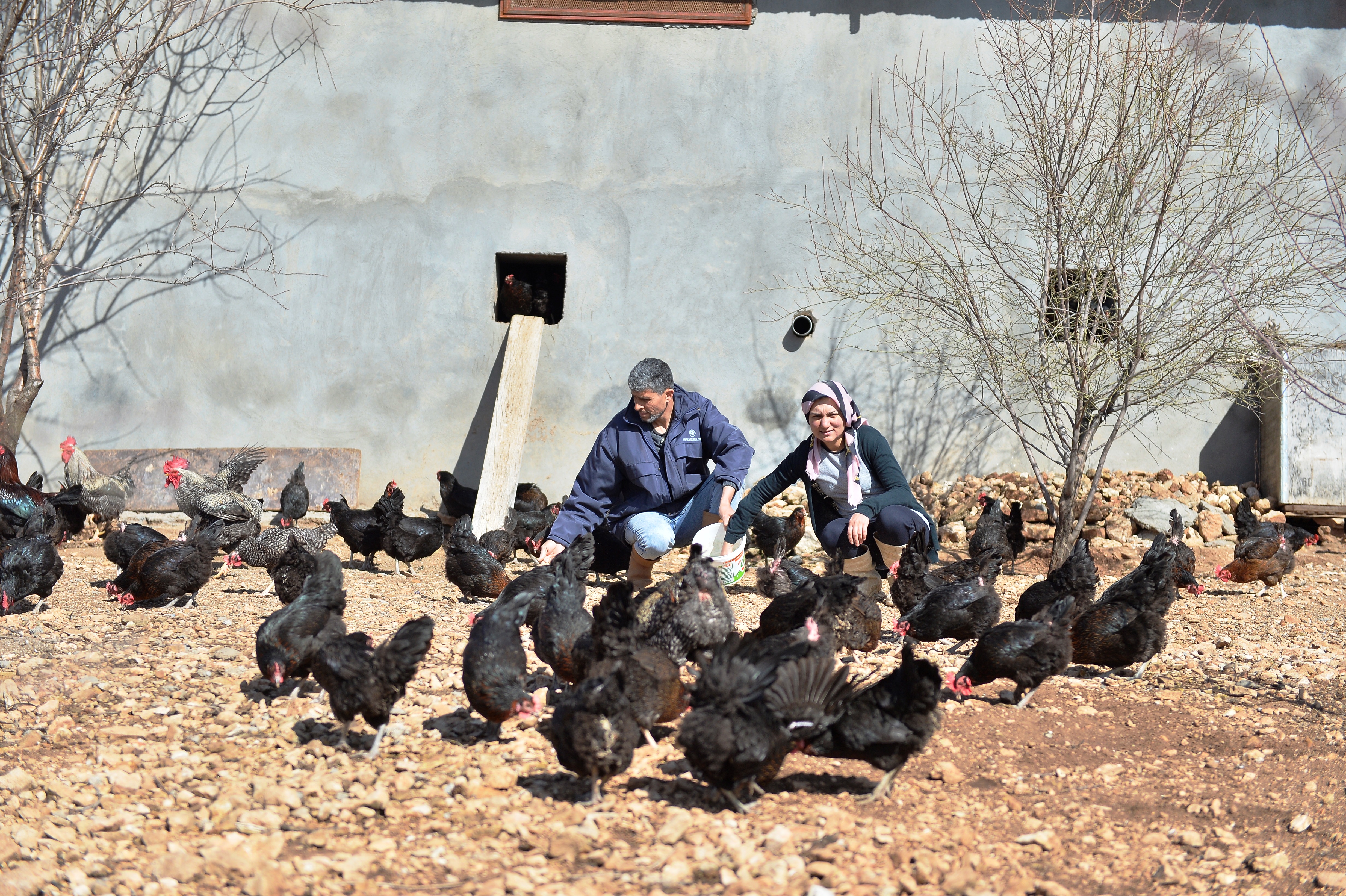 Yumurtadaki Kodlar Ne Anlama Geliyor Yumurtadaki Ayrimlar Yaniltici Olabilir Yeni Safak Yumurtadaki Kodlar Ne Anlama Geliyor Yumurtadaki Ayrimlar Yaniltici Olabilir Yeni Safak
