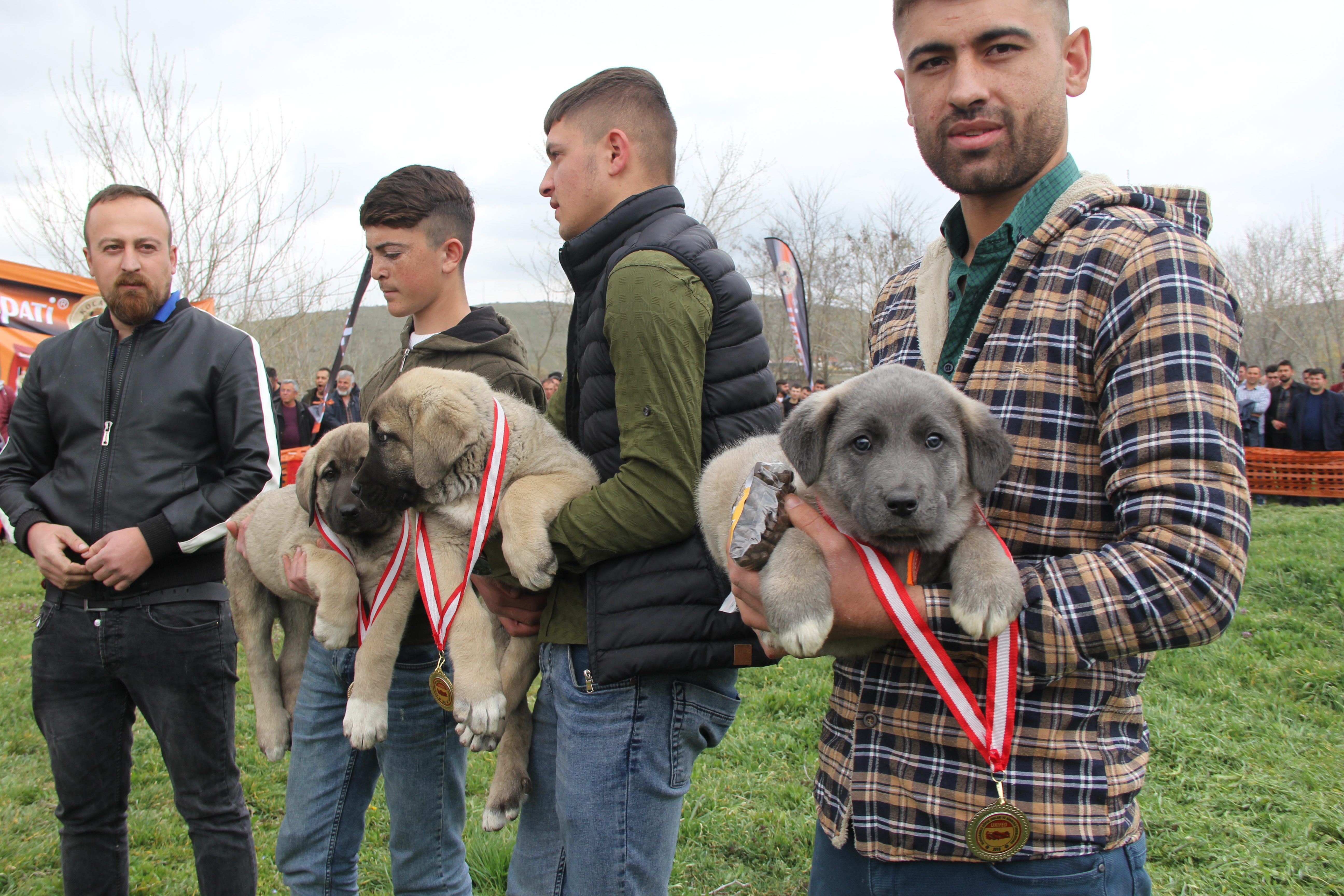 Türk Çoban Köpekleri Festivali�ne büyük ilgi Yeni Şafak