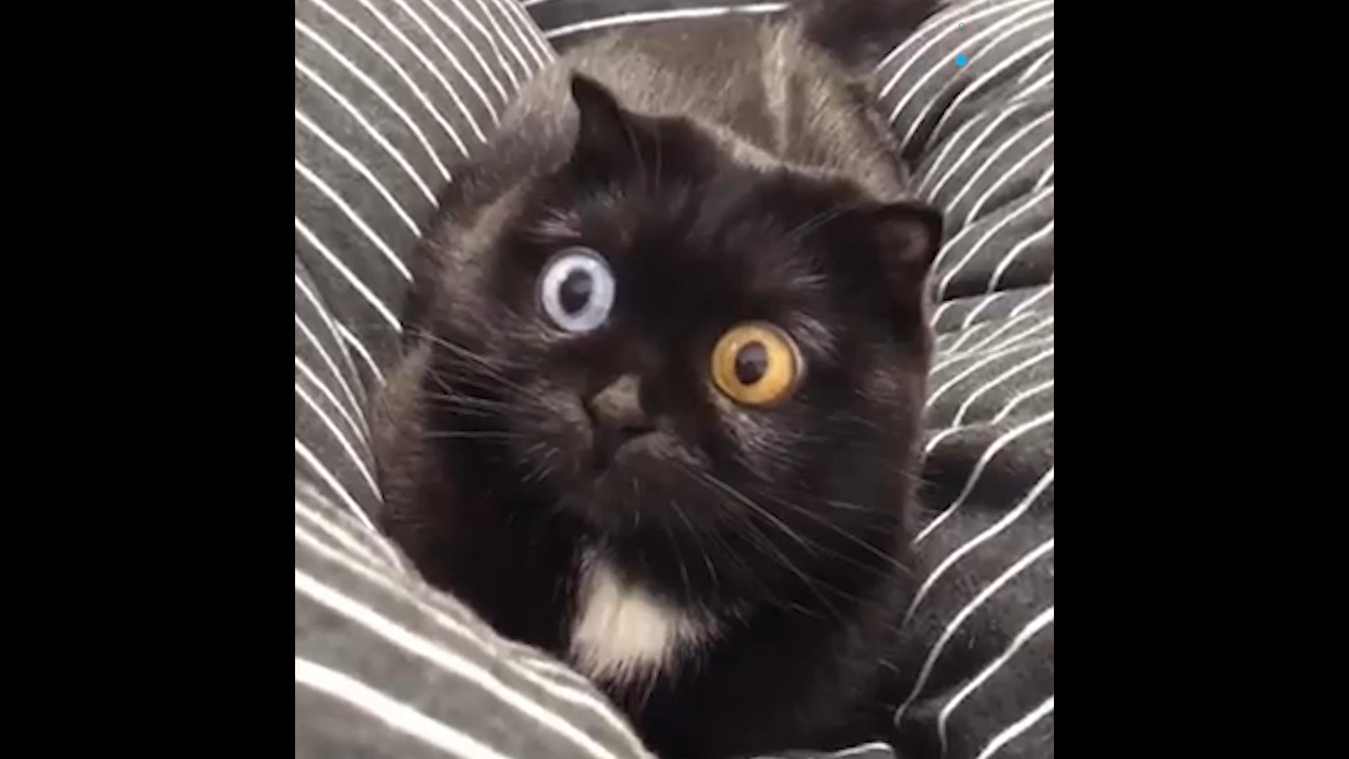 Adorable odd-eyed cat goes viral on social media