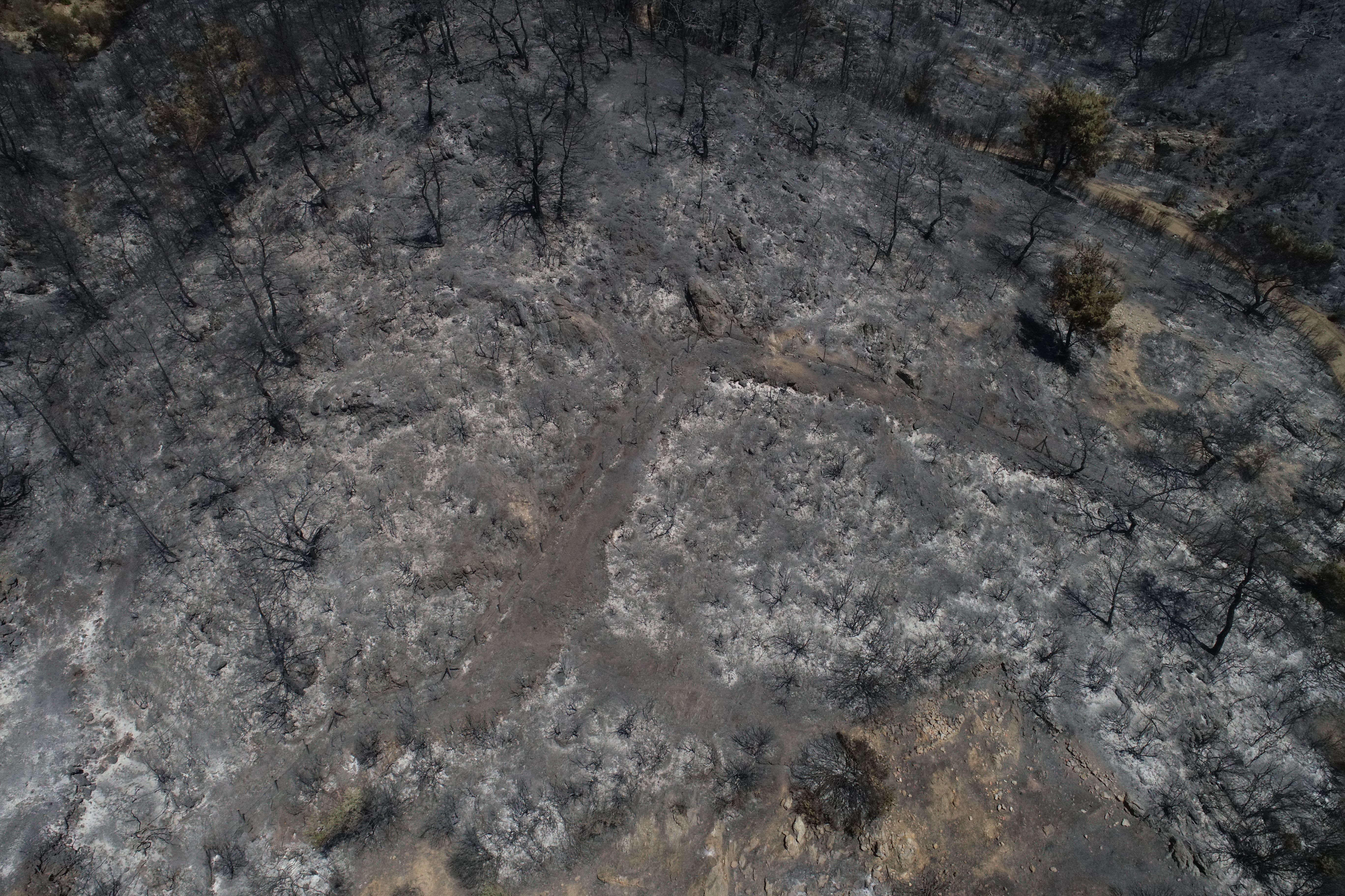 Forest fire destroys over 1,200 acres of land in Turkey