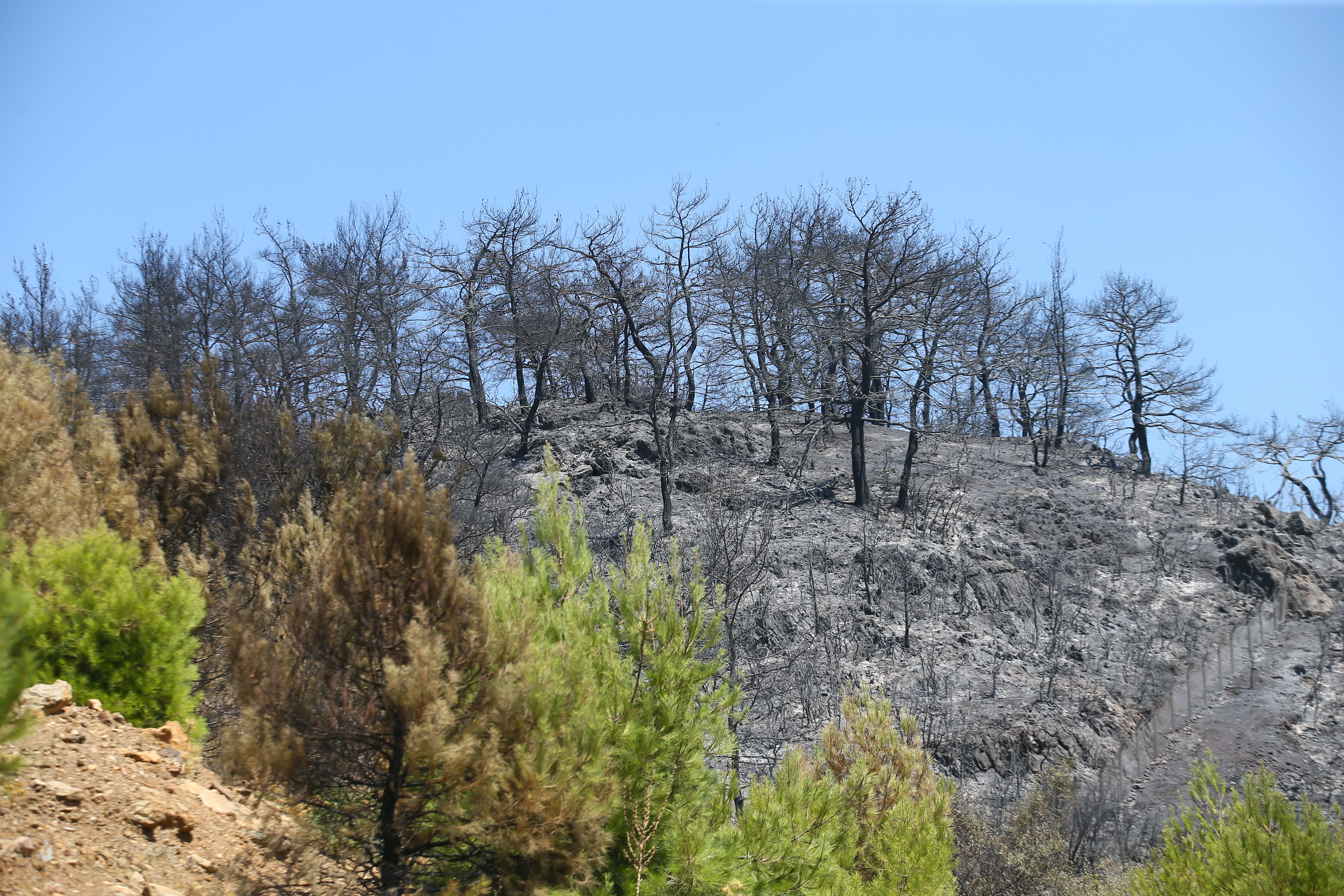 Forest fire destroys over 1,200 acres of land in Turkey