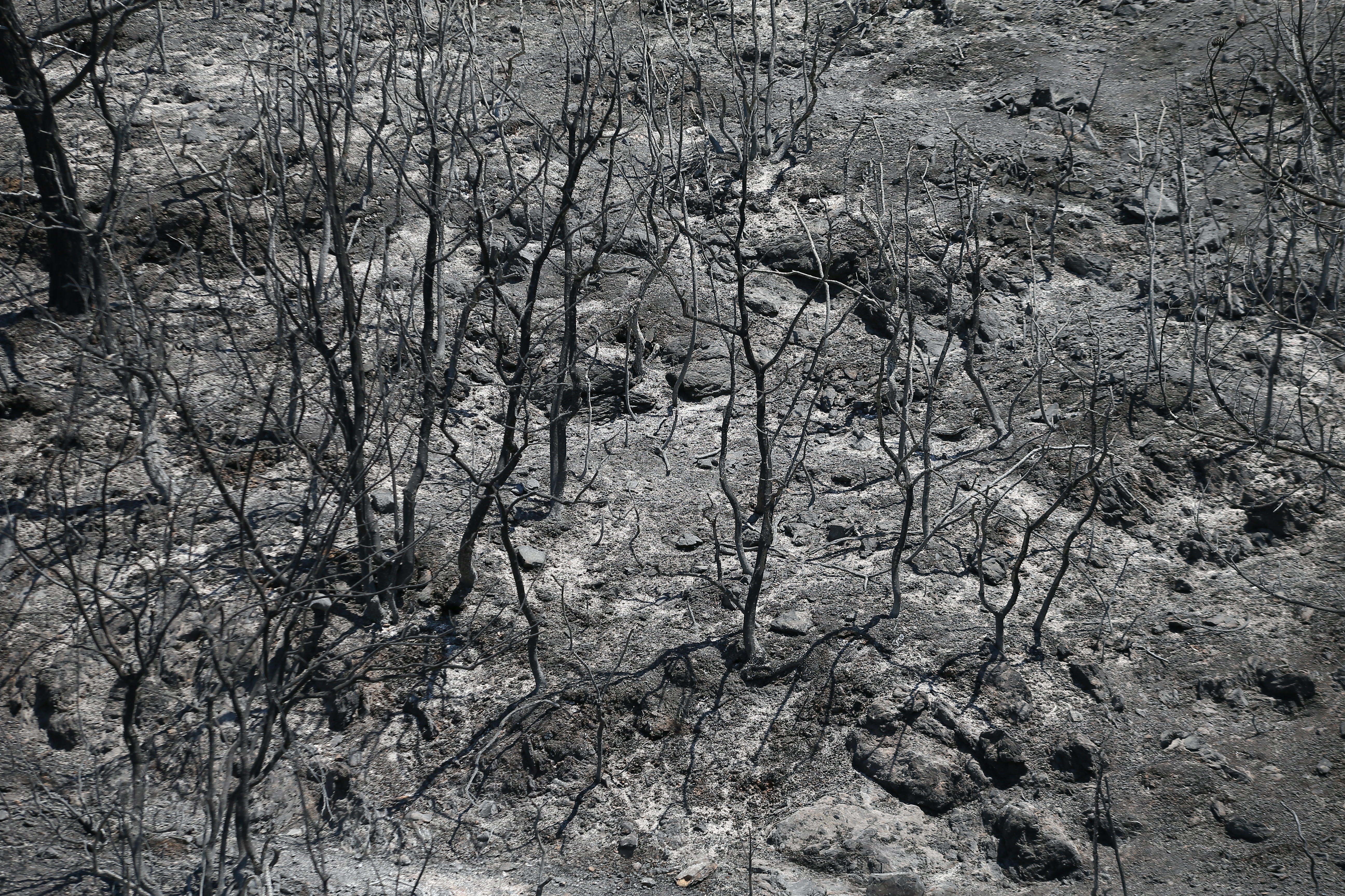 Forest fire destroys over 1,200 acres of land in Turkey