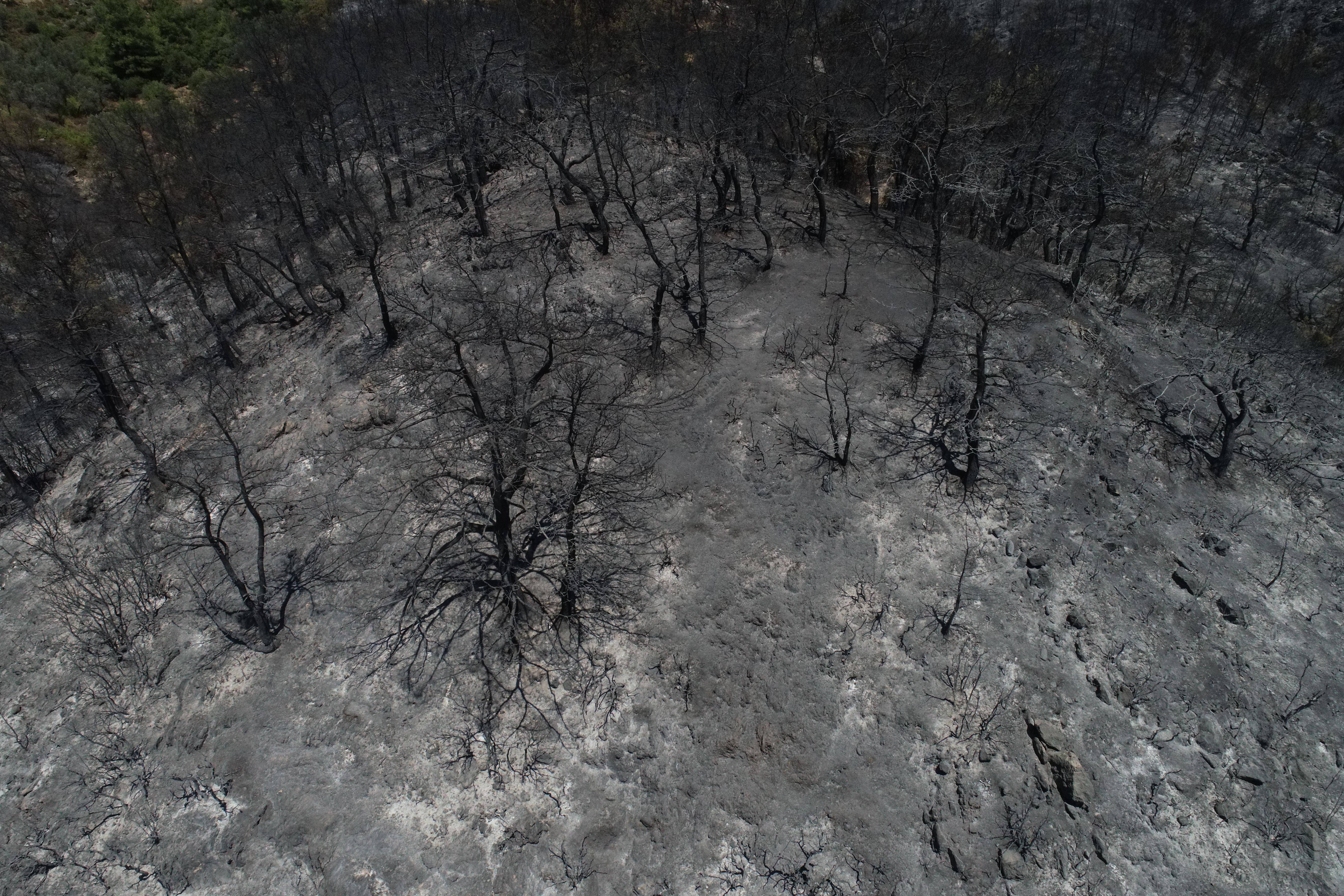 Forest fire destroys over 1,200 acres of land in Turkey