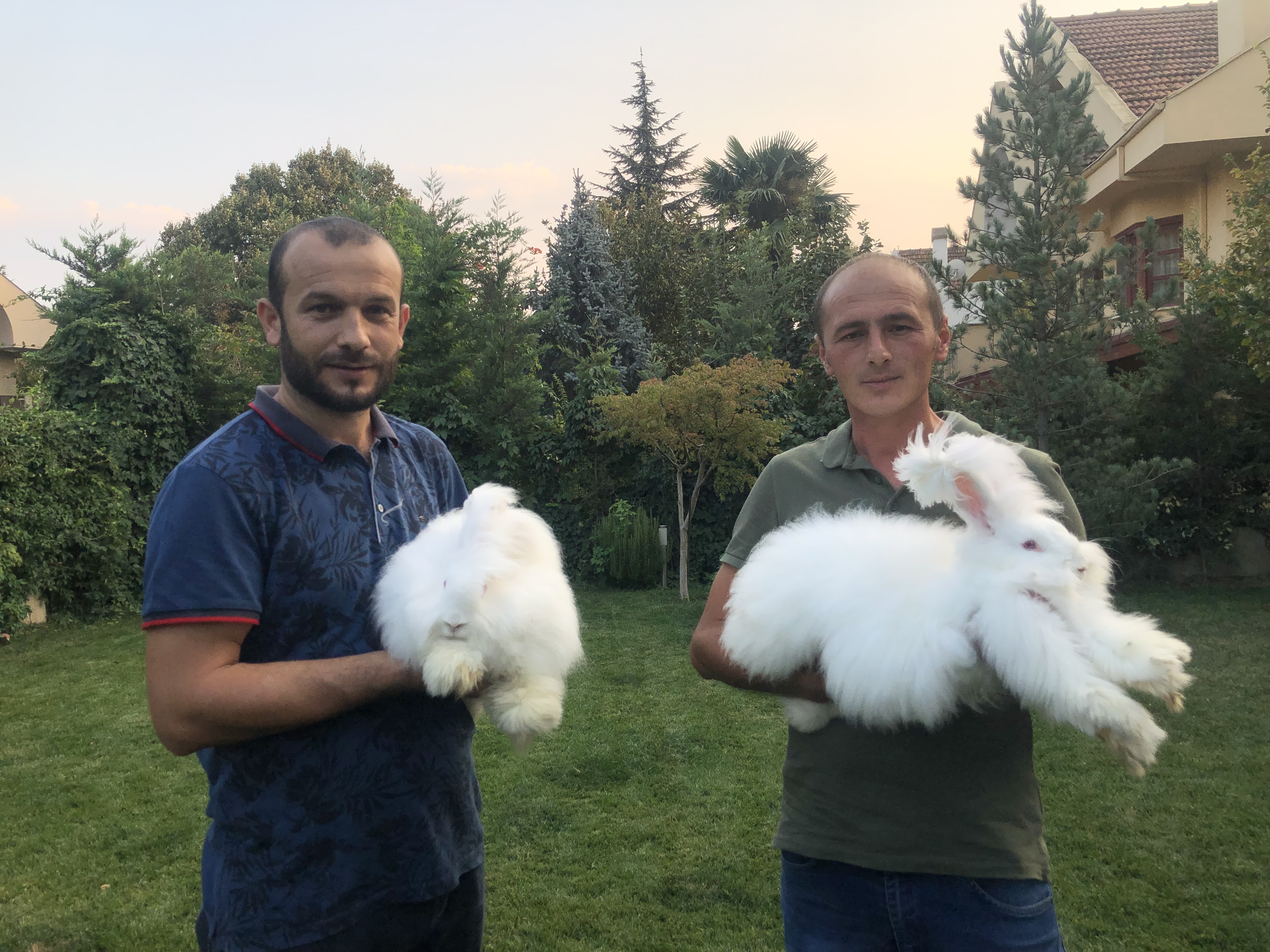 milli irk angora tavsanini yeniden
