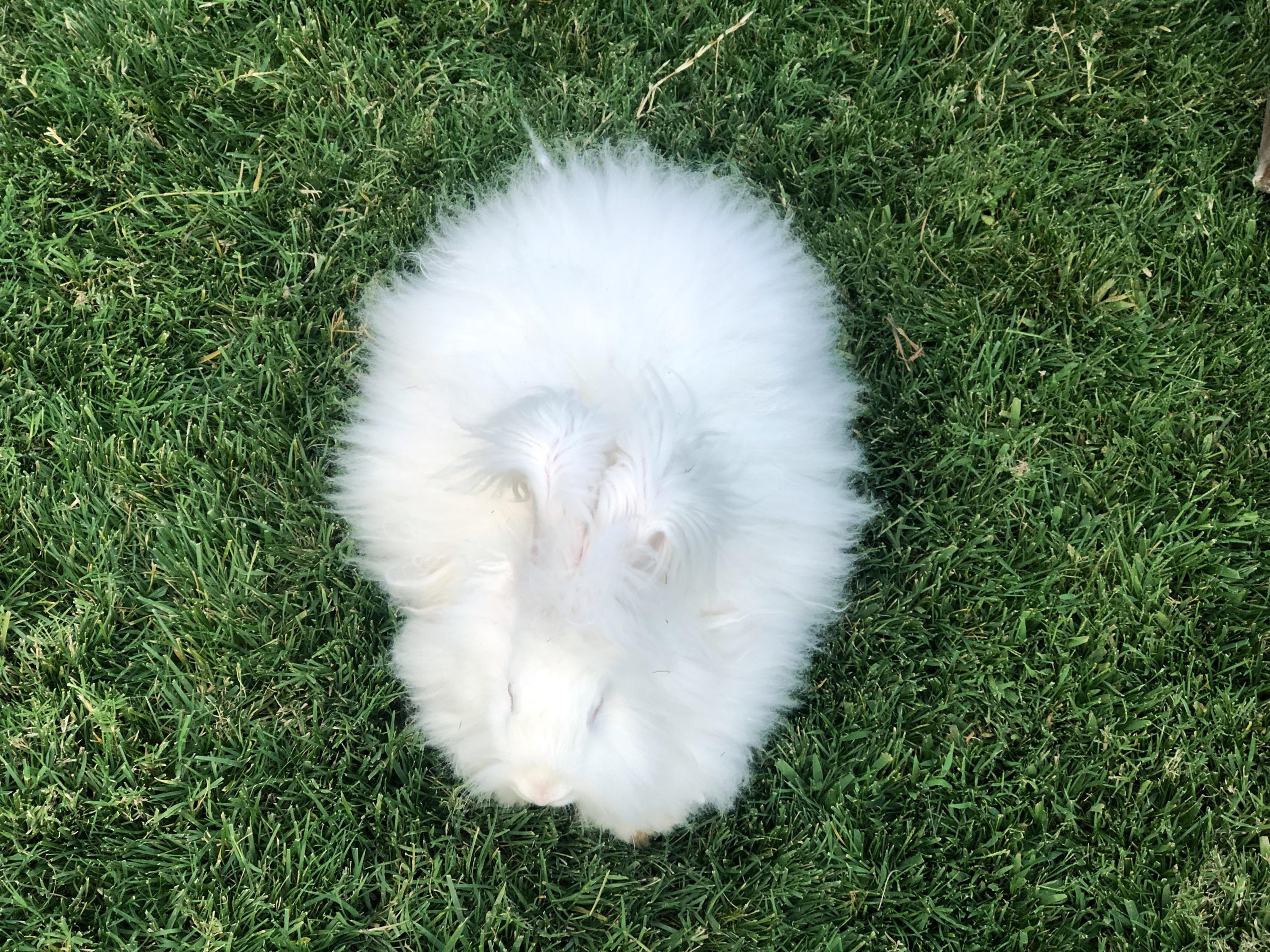 milli irk angora tavsanini yeniden