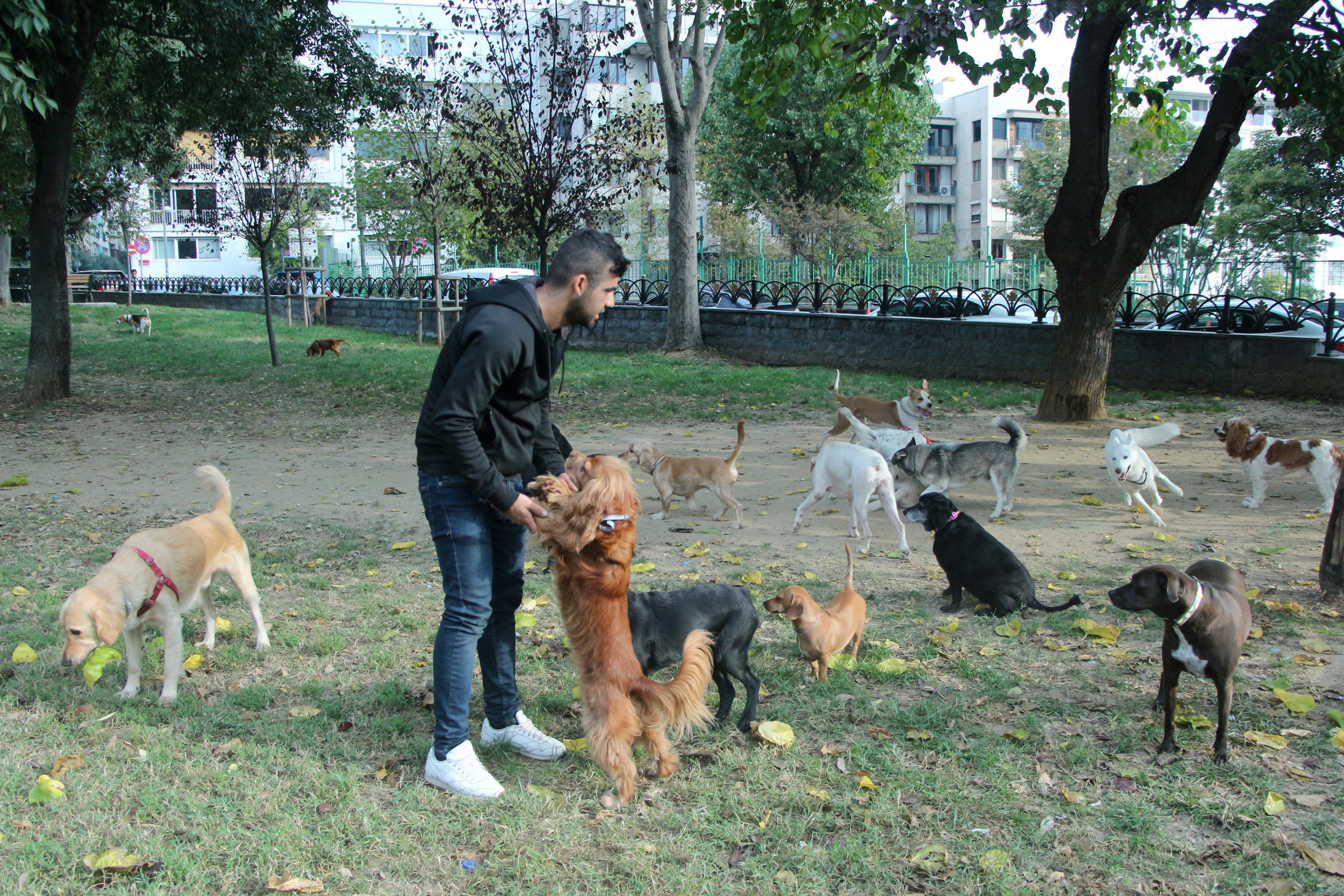 Kopek Gezdirerek Ayda 6 Bin Tl Kazaniyorlar