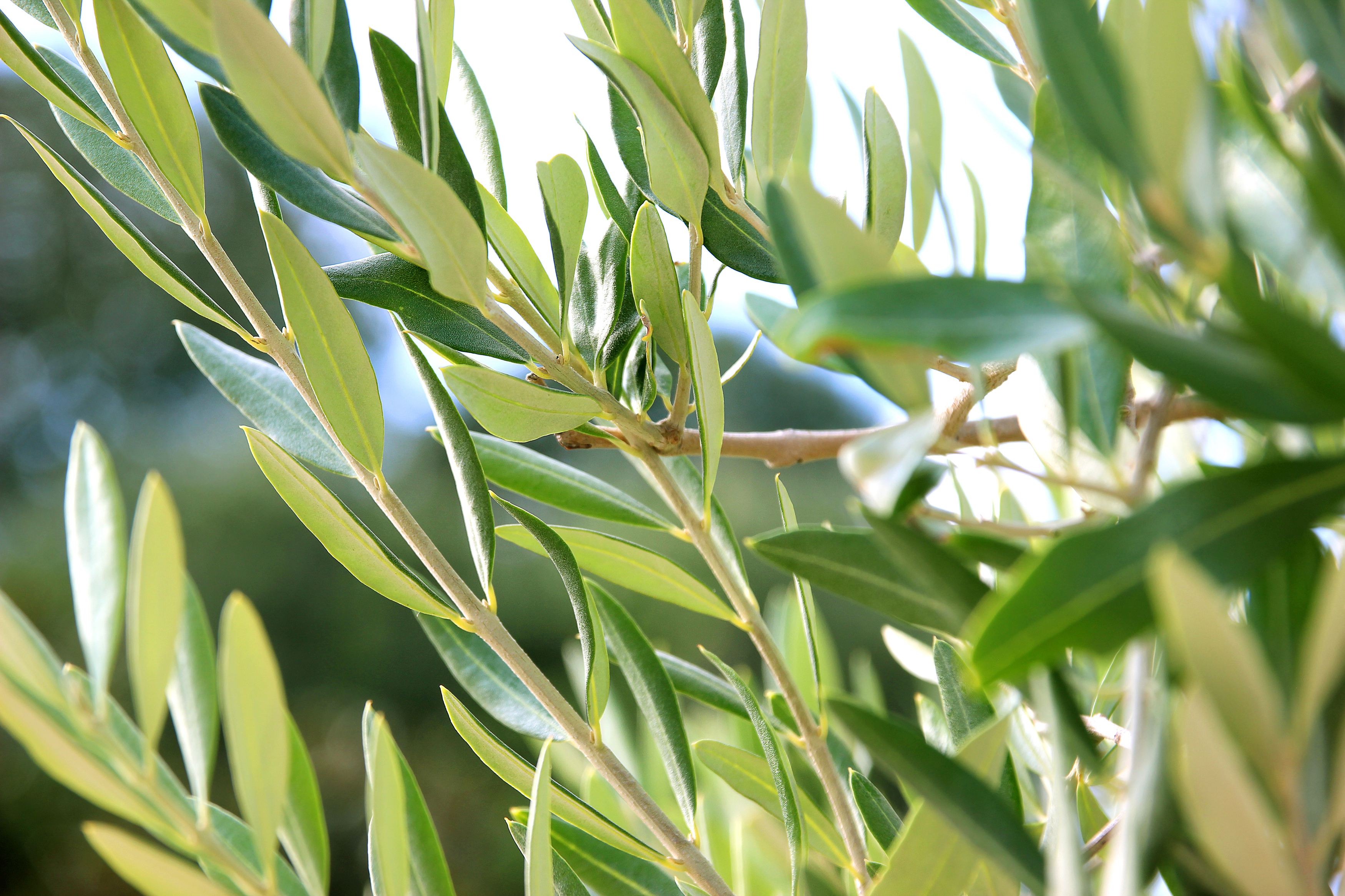 Масло оливковых листьев. Олива европейская листья. Оливе Леаф. Зелень олива срезка. Листья маслины.