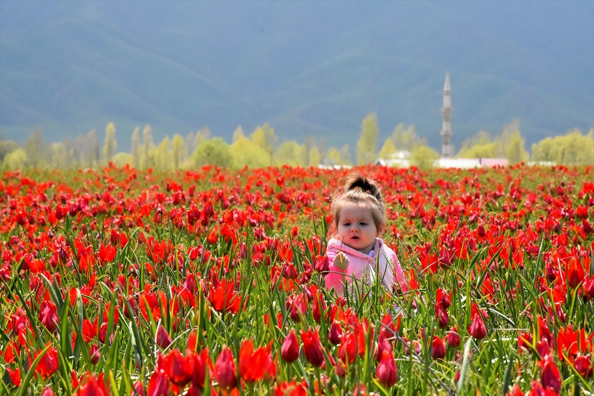 Stunning tulips bring color to Turkey's mountains